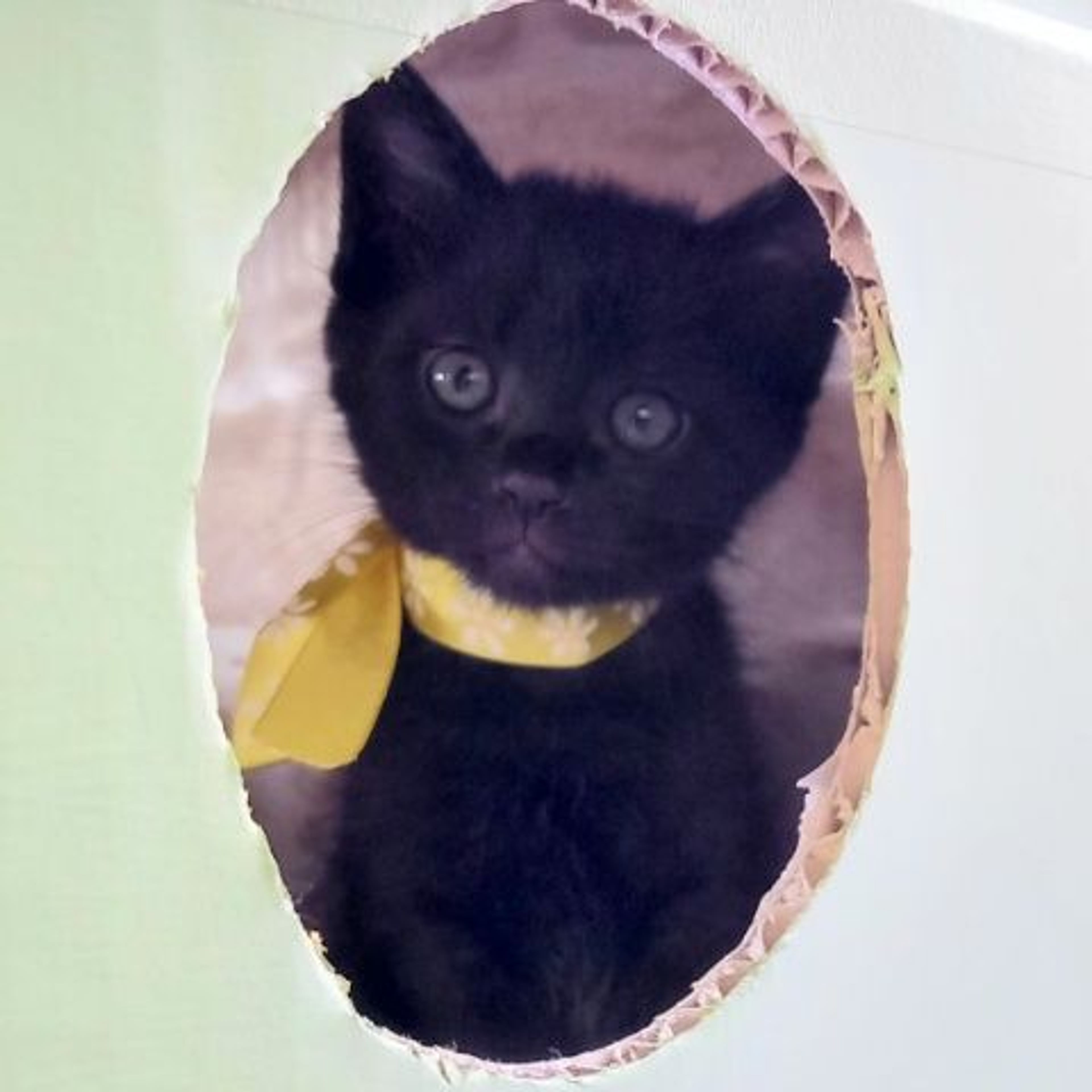 pet-image-3