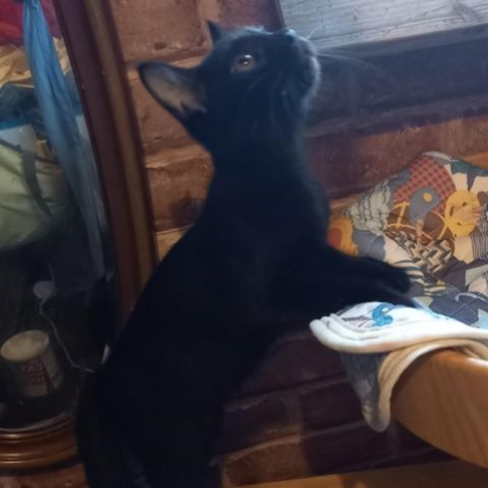 pet-image-3