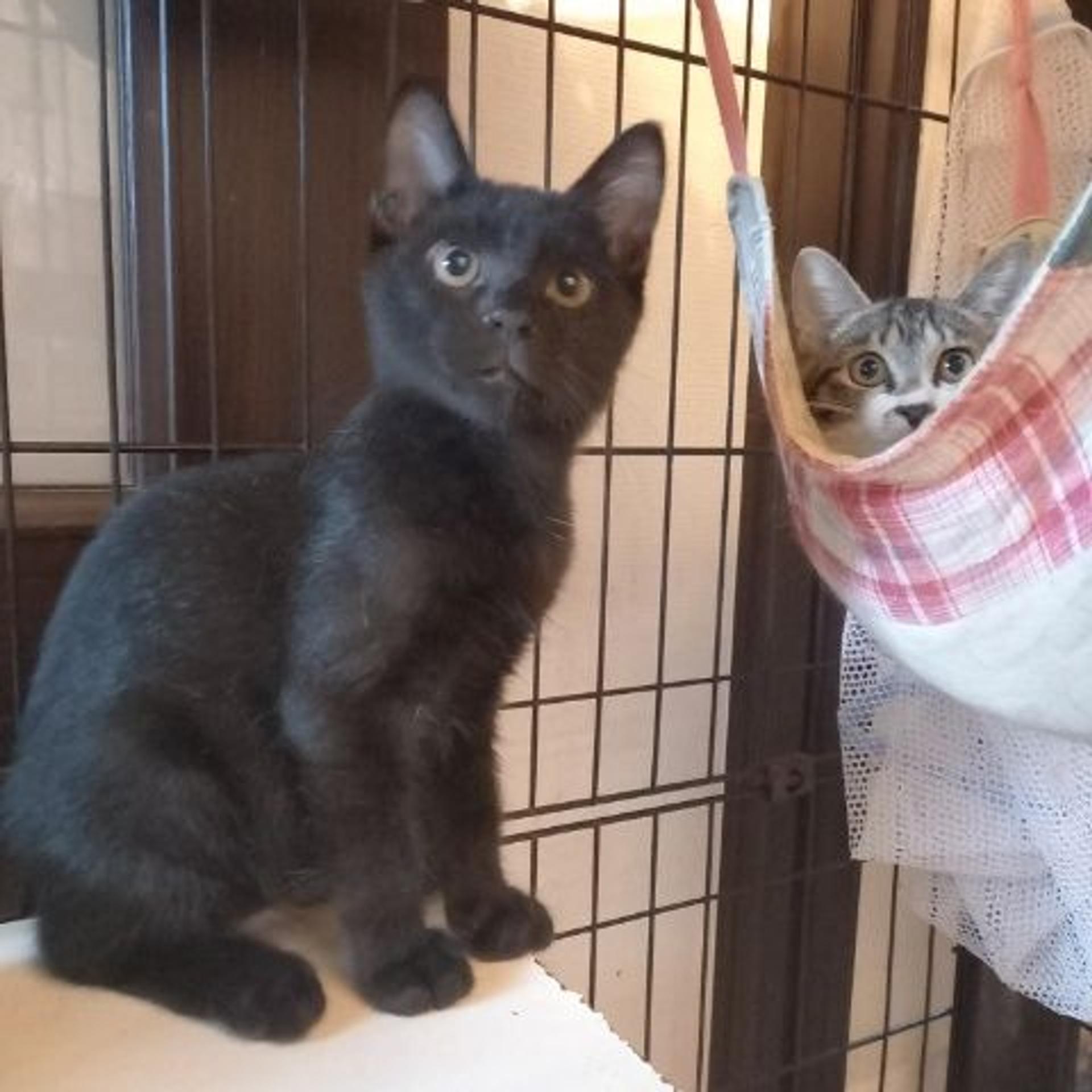 pet-image-5