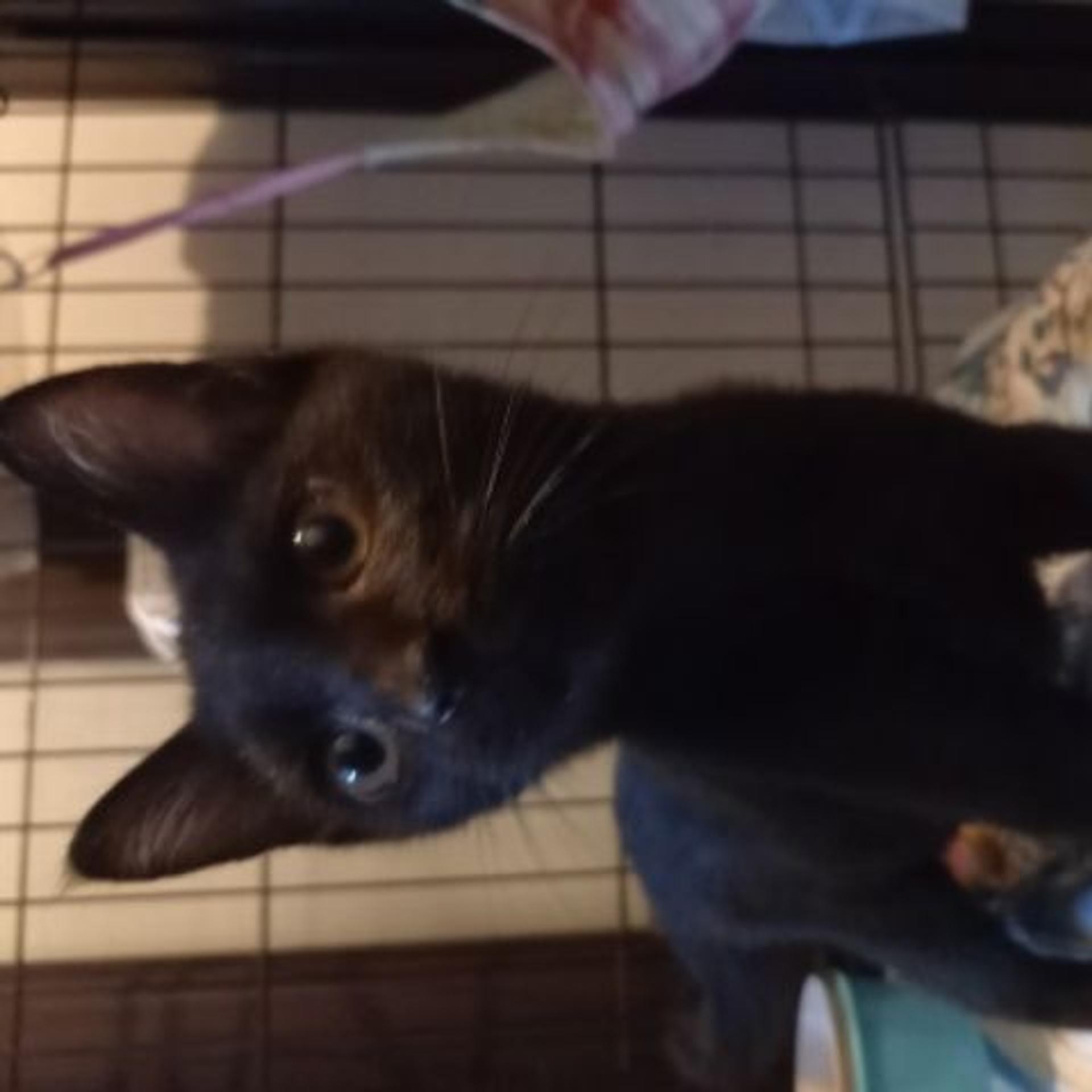 pet-image-6