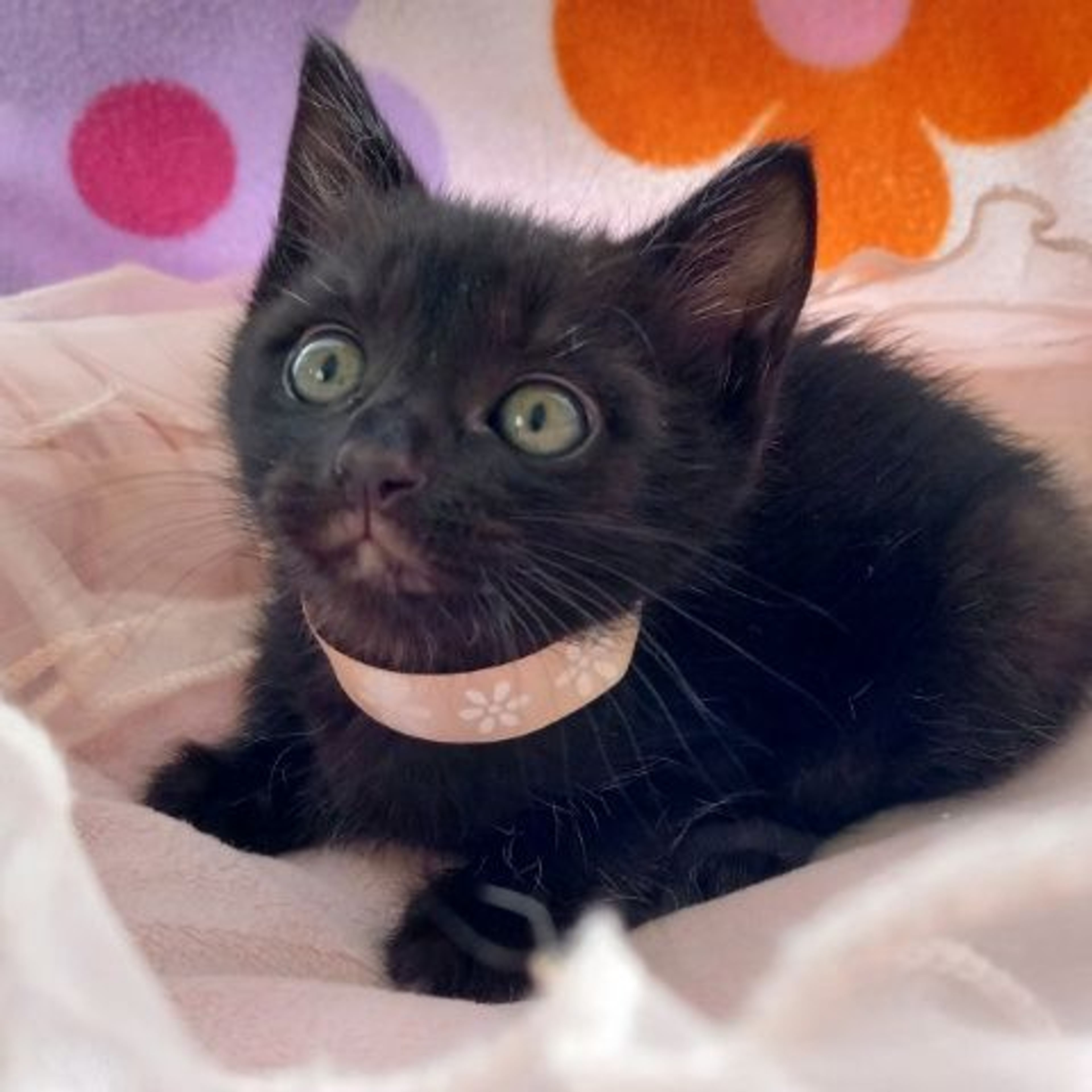 雑種（ミックス猫）・メスの里親募集の写真