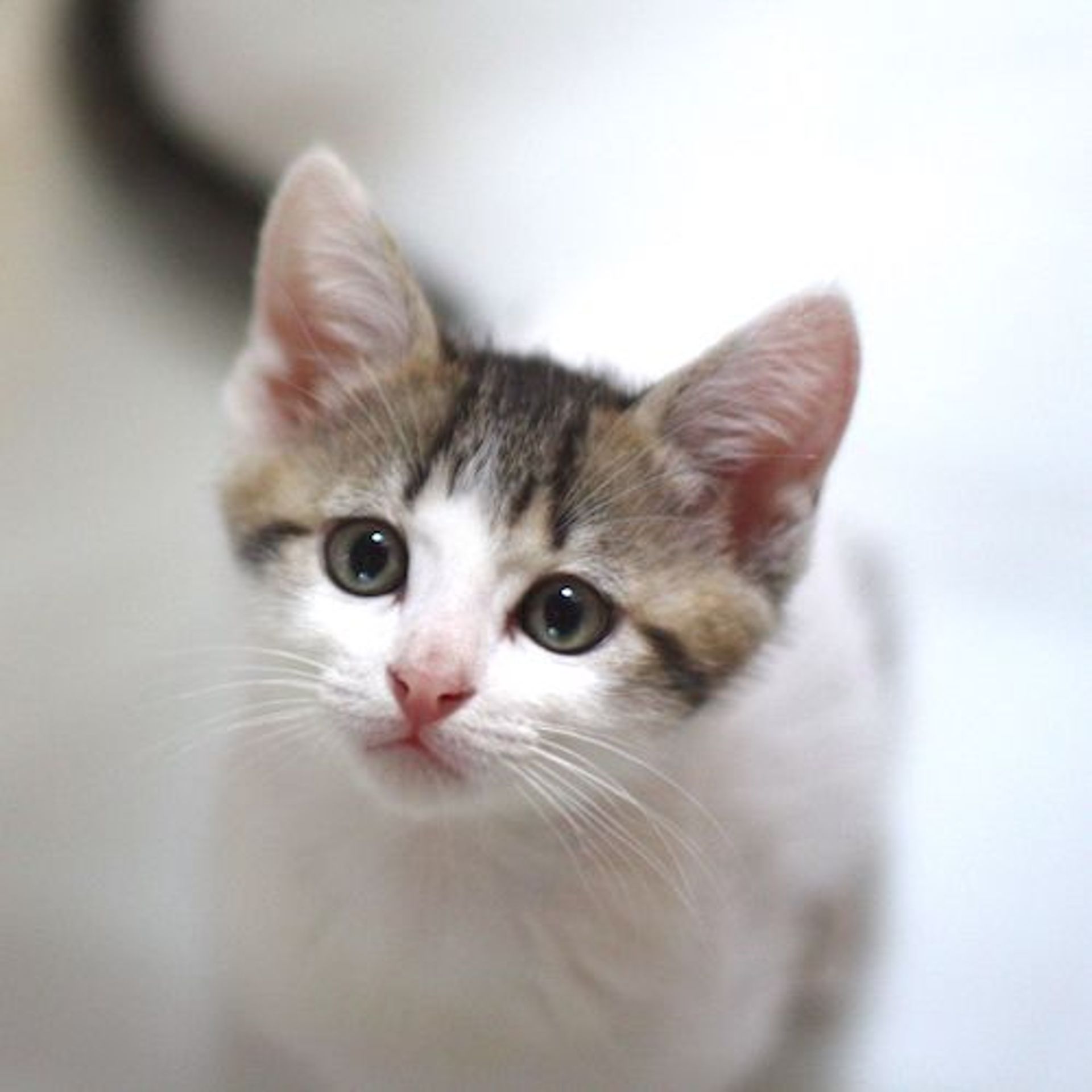 雑種（ミックス猫）・オスの里親募集の写真