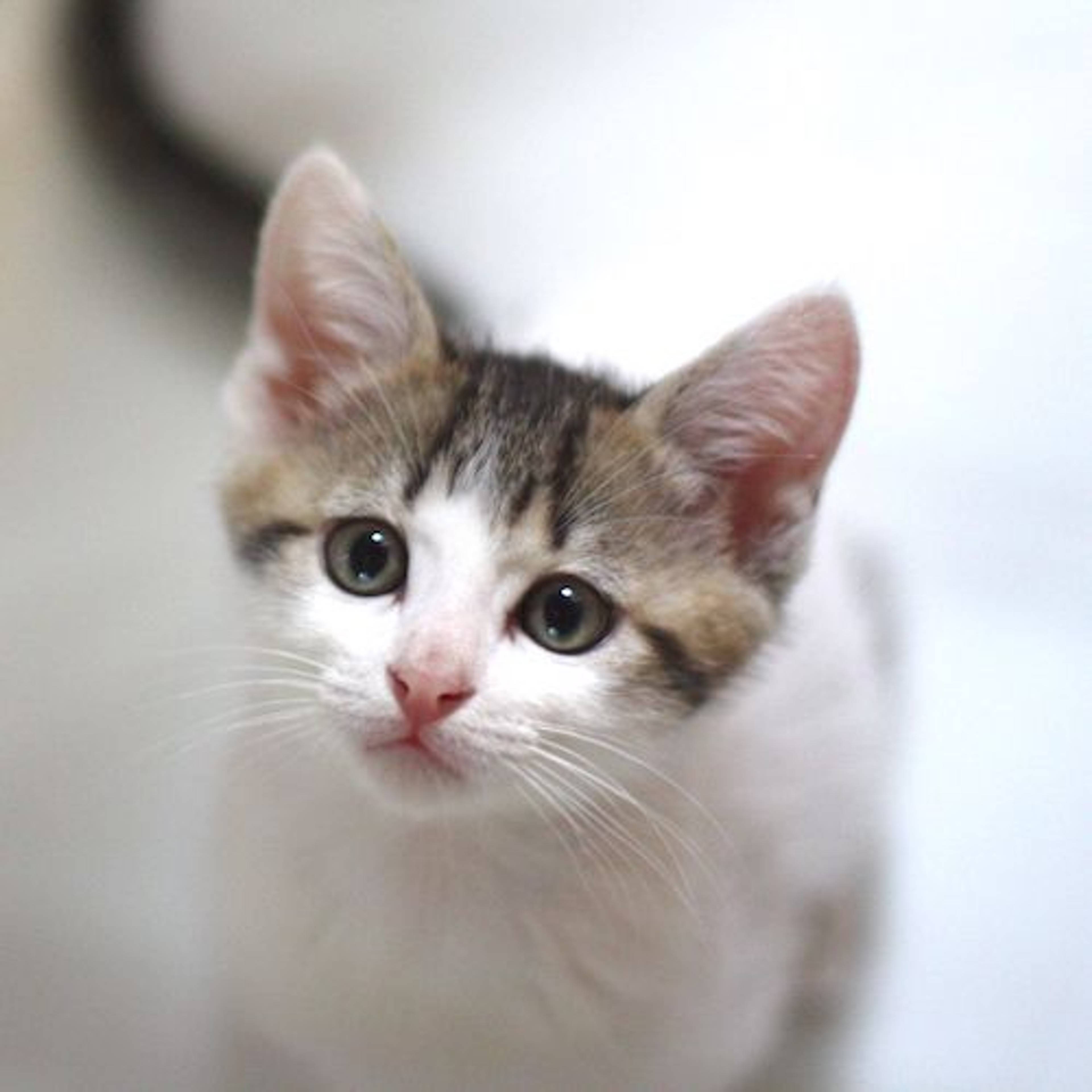 雑種（ミックス猫）・オスの里親募集の写真