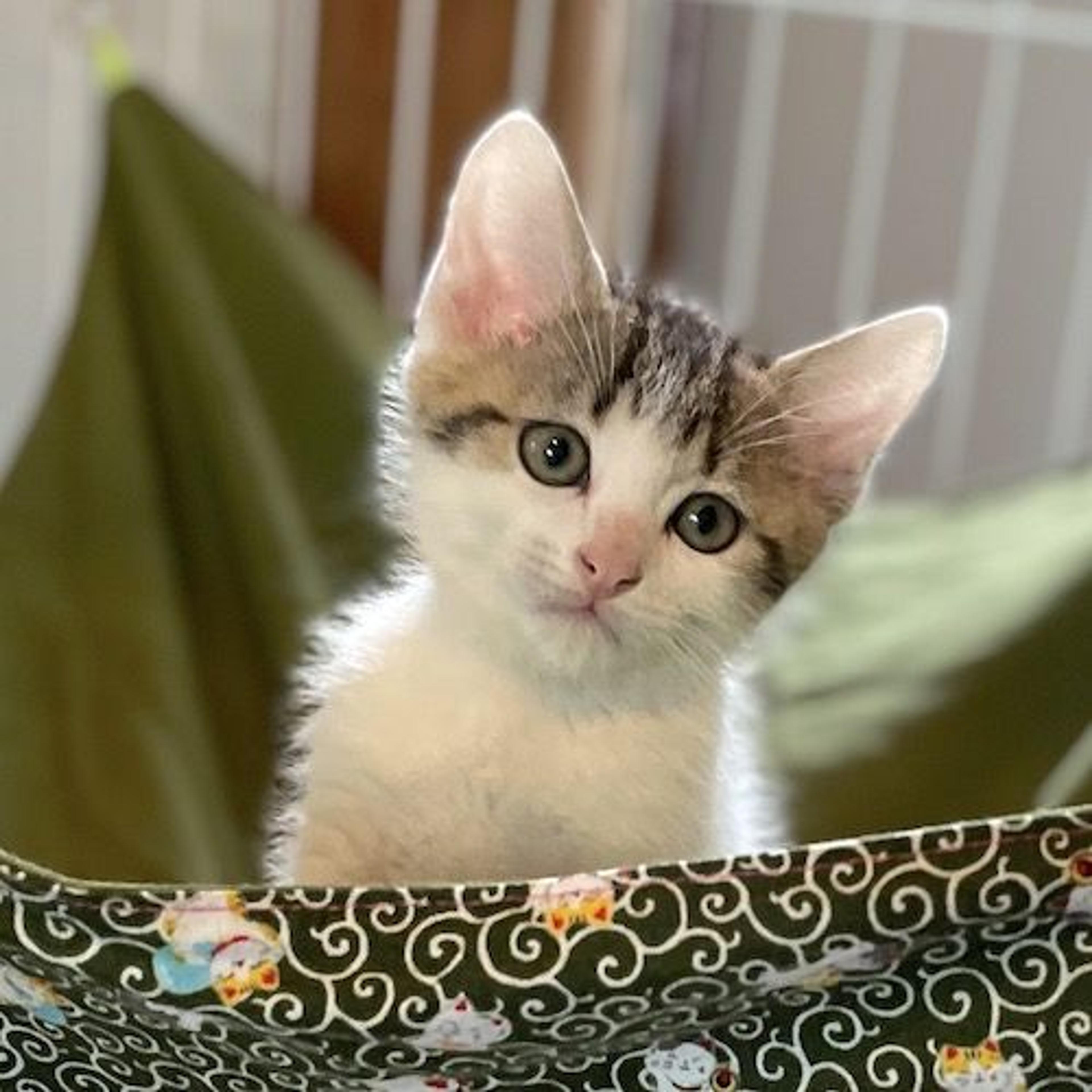 pet-image-2