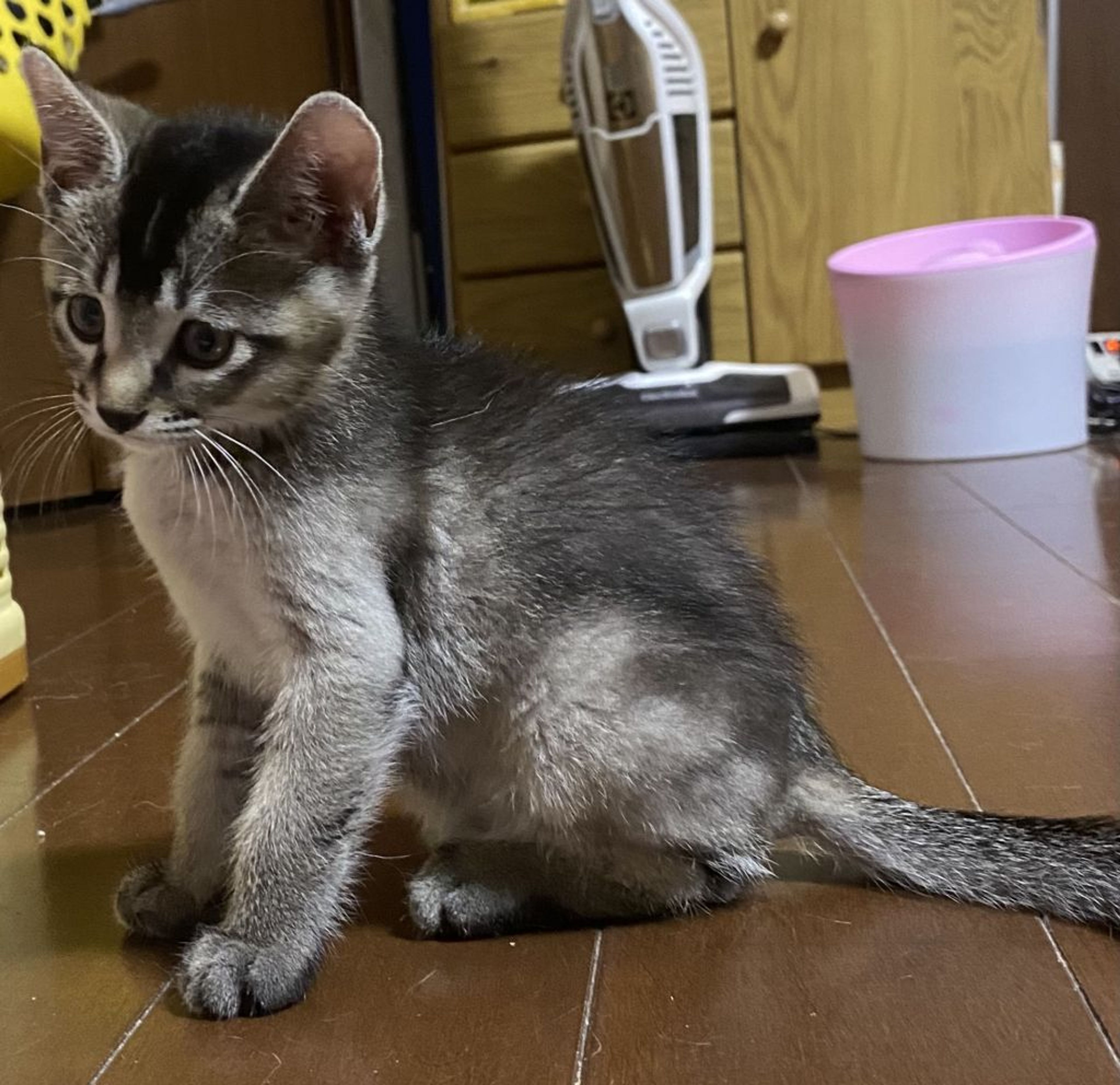 pet-image-3