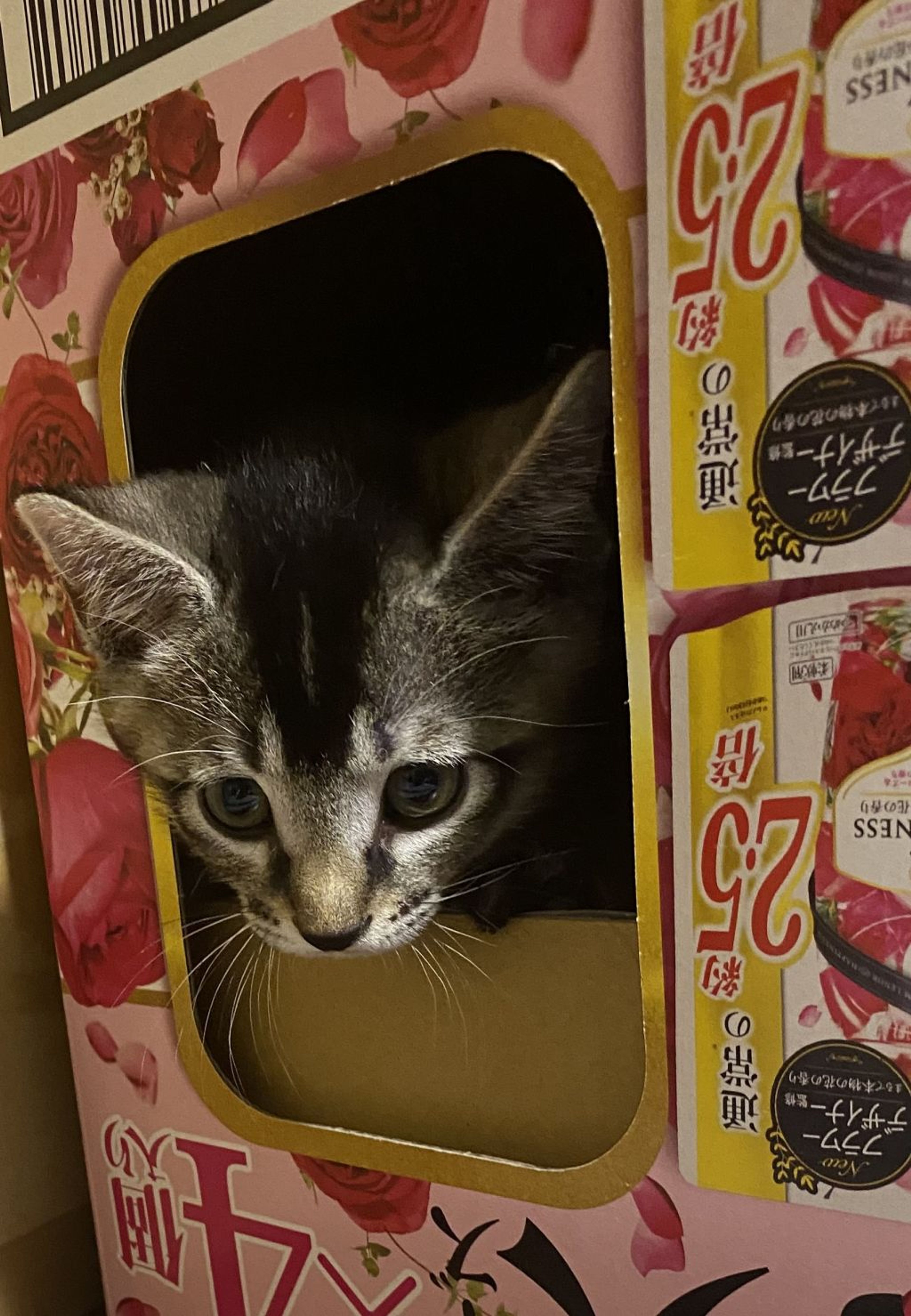 pet-image-4