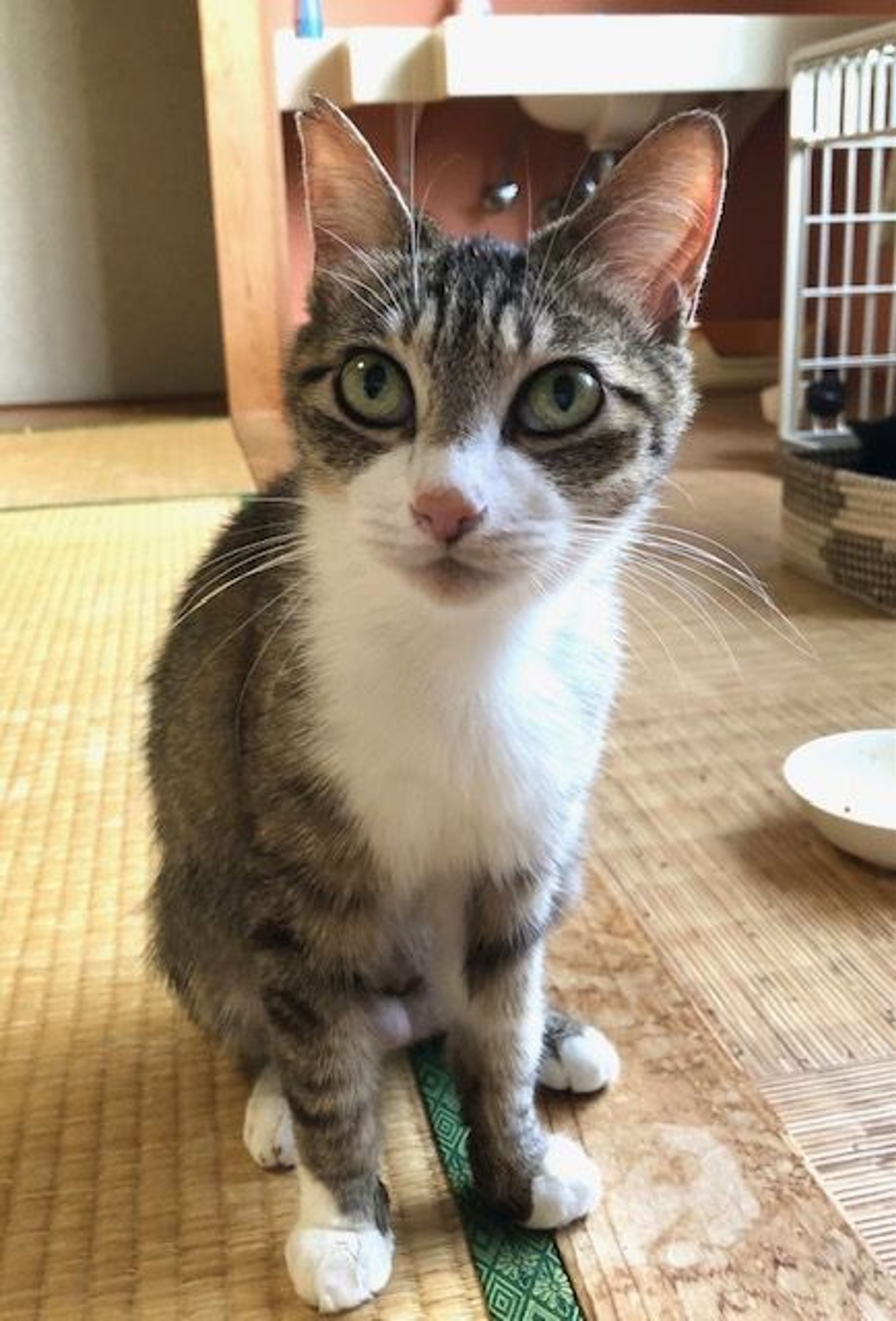 pet-image-2