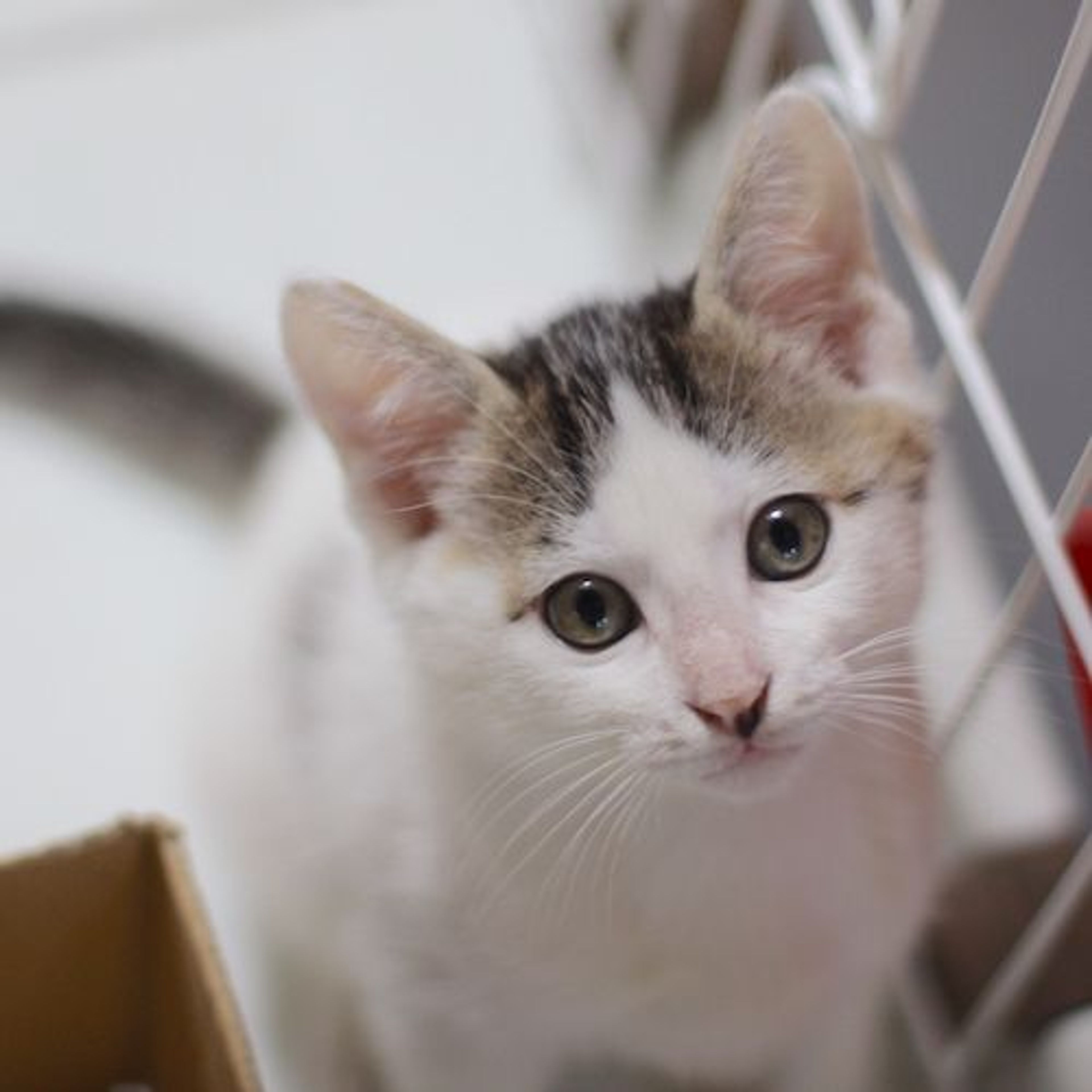 pet-image-3