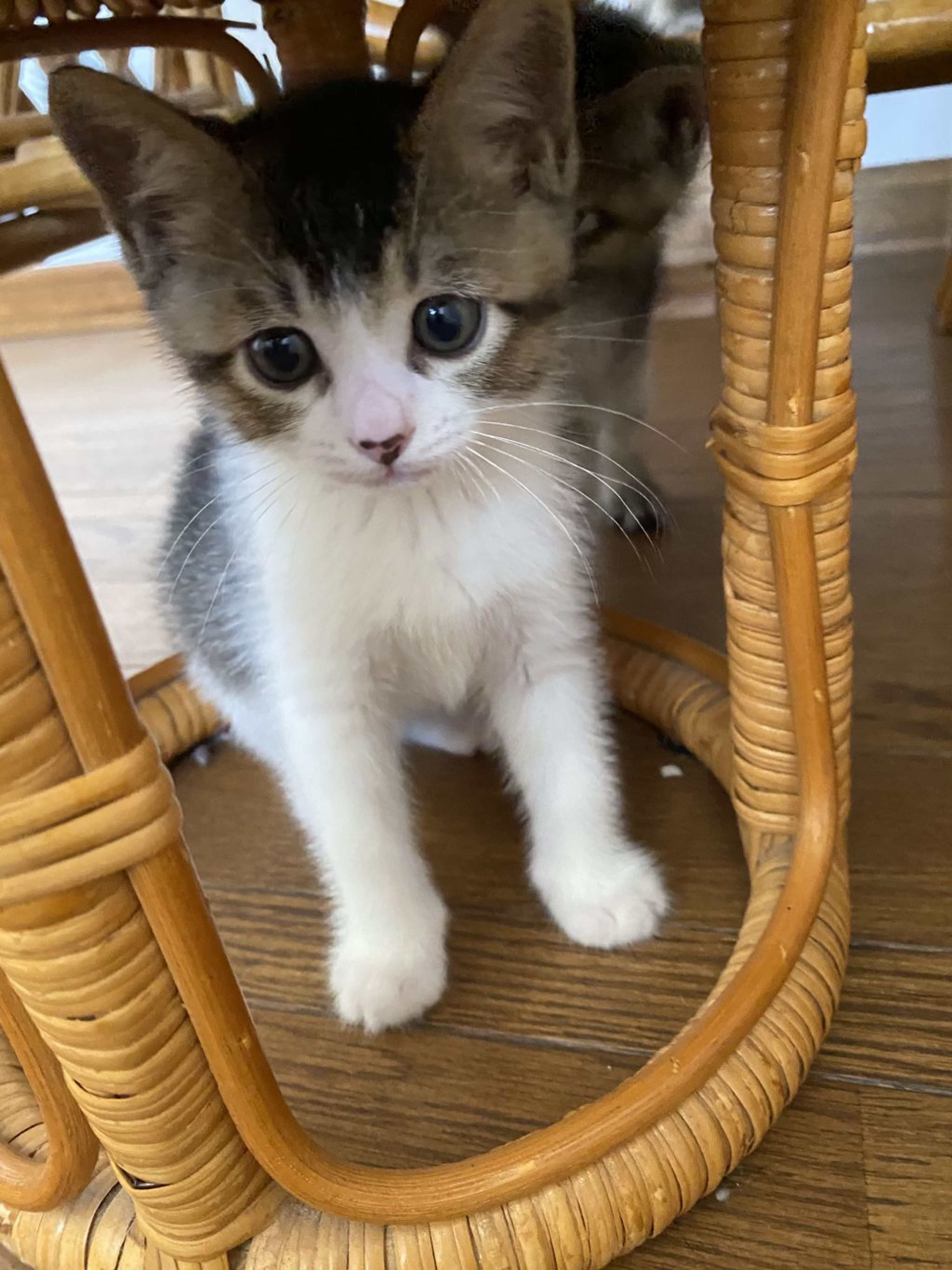 雑種（ミックス猫）・オスの里親募集の写真