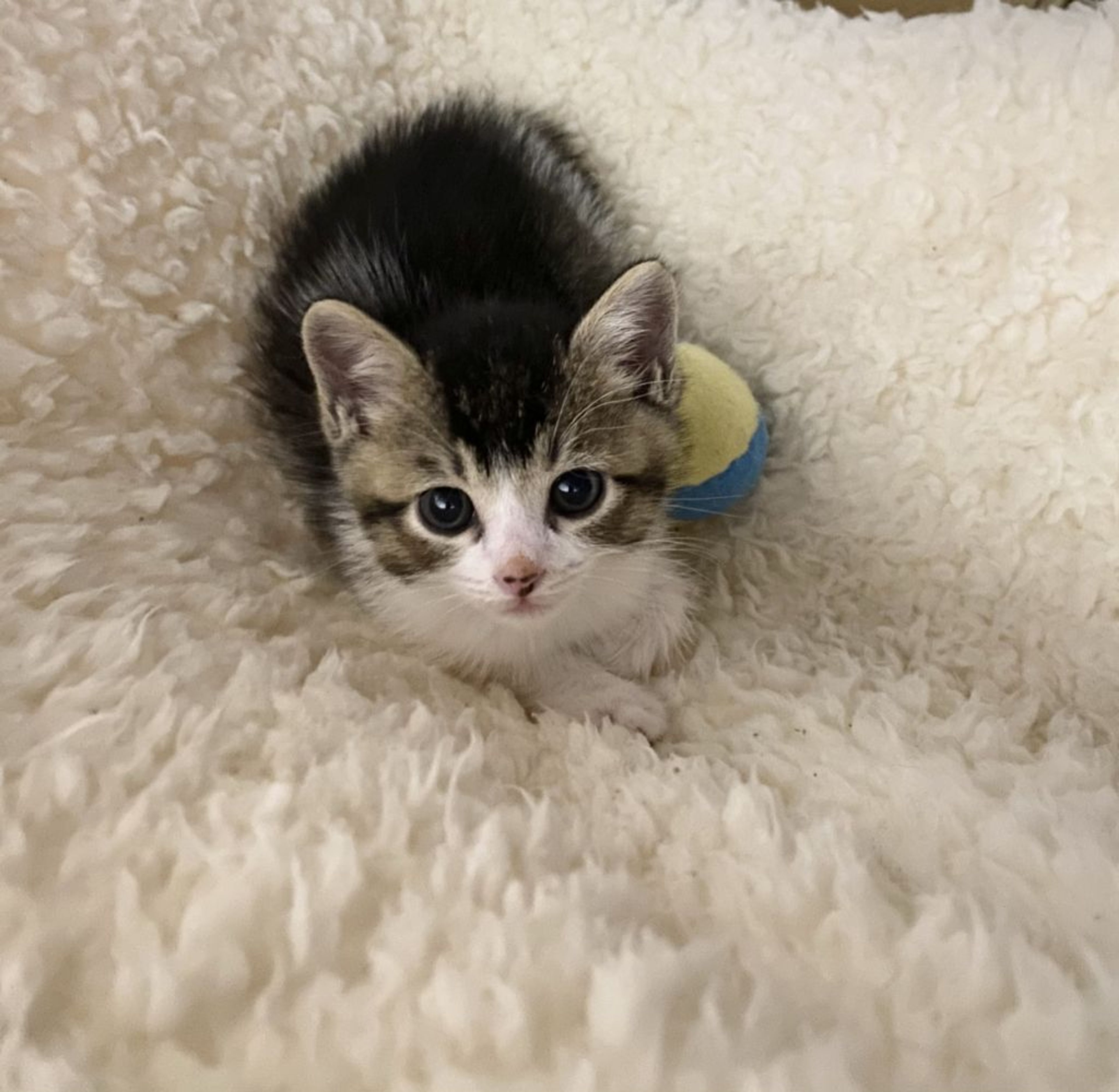 pet-image-2