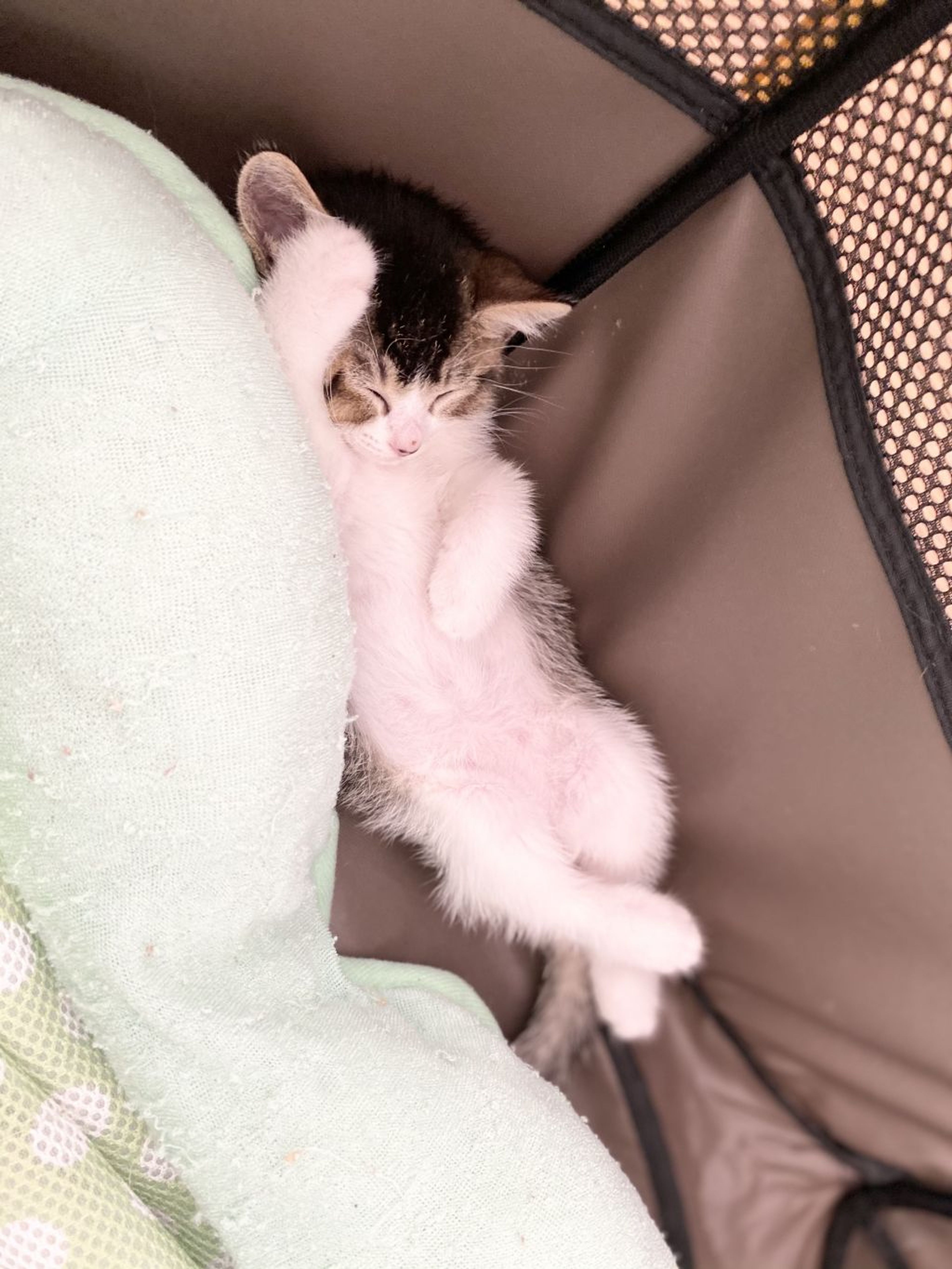 pet-image-3