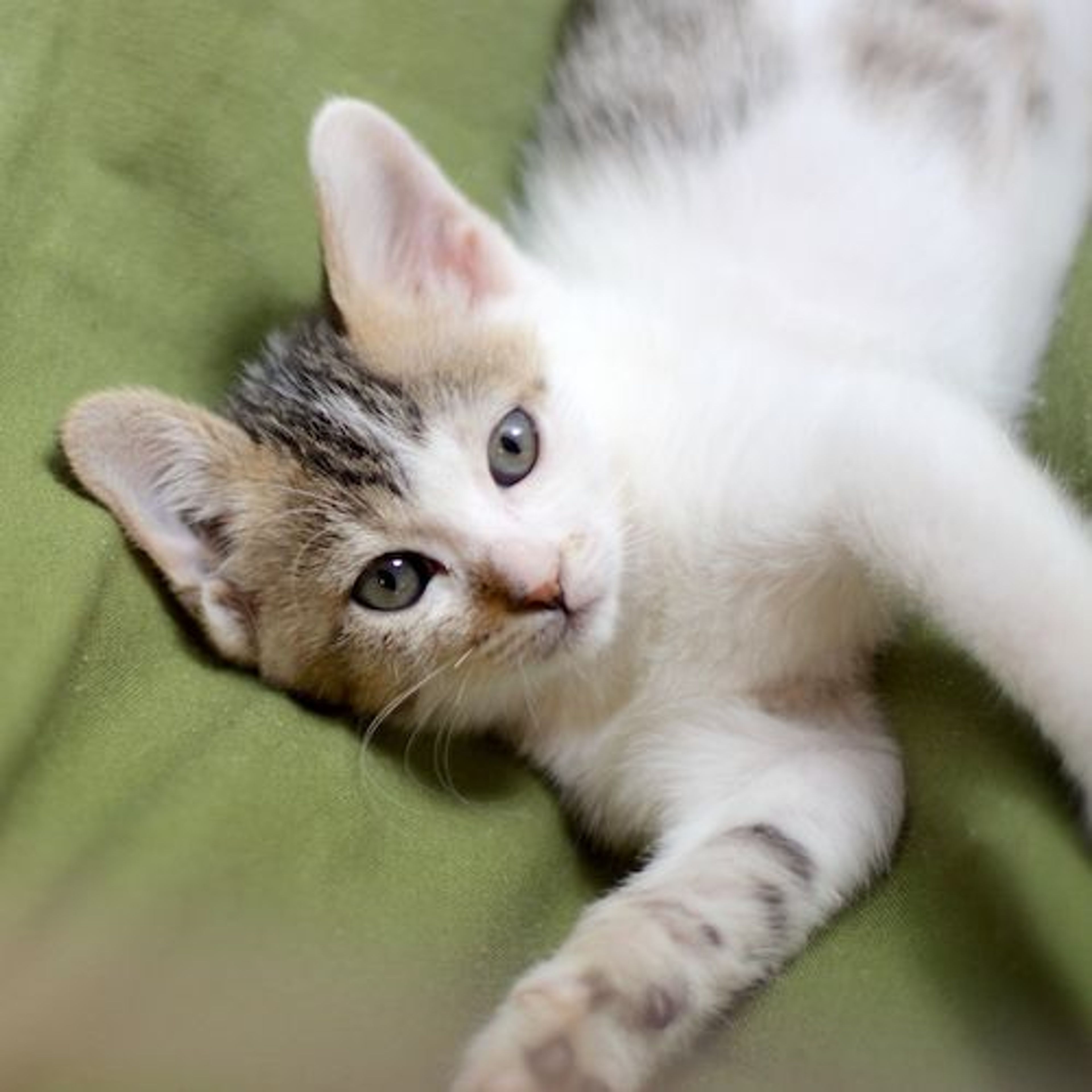 雑種（ミックス猫）・メスの里親募集の写真