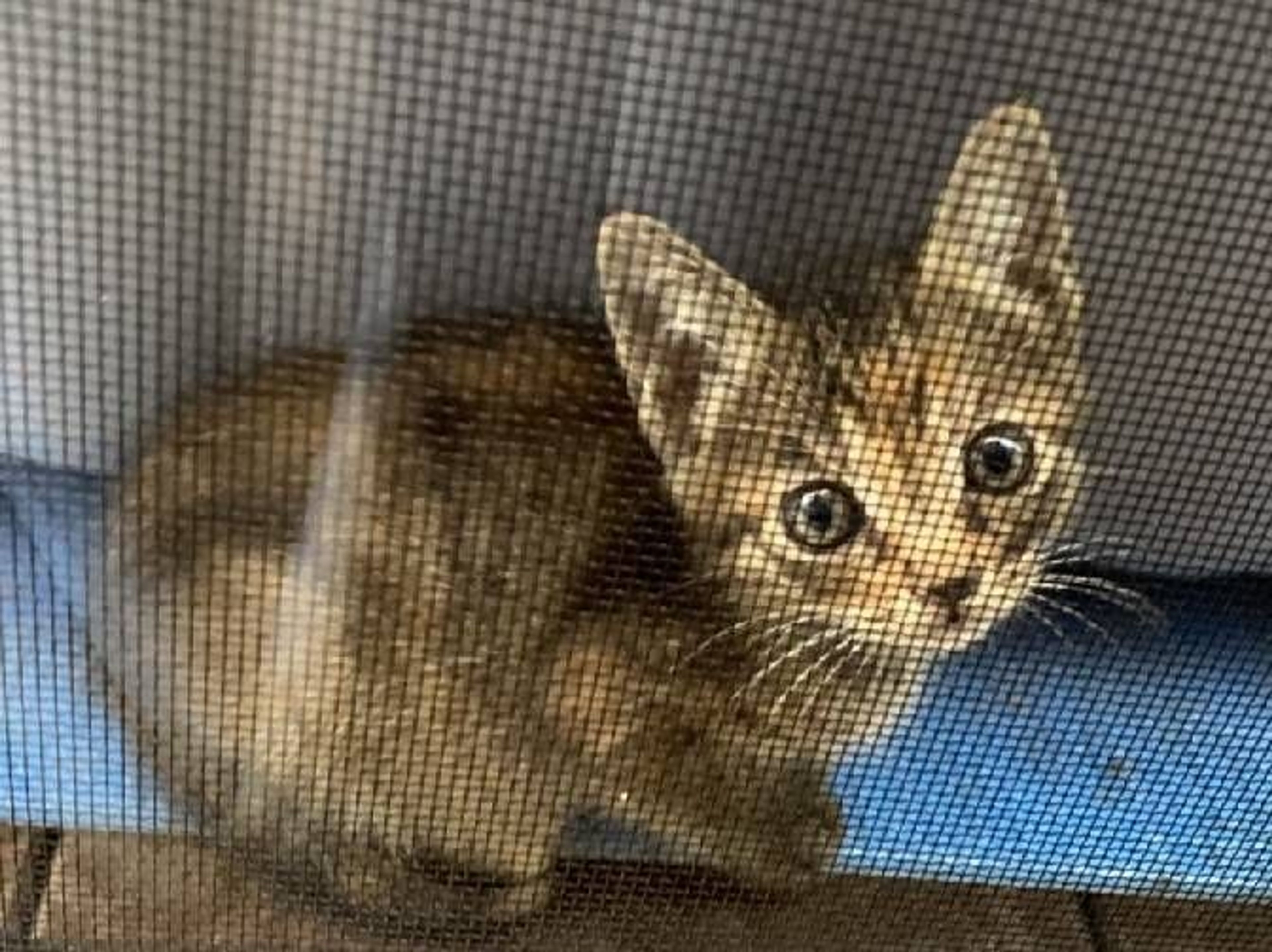 雑種（ミックス猫）・メスの里親募集の写真