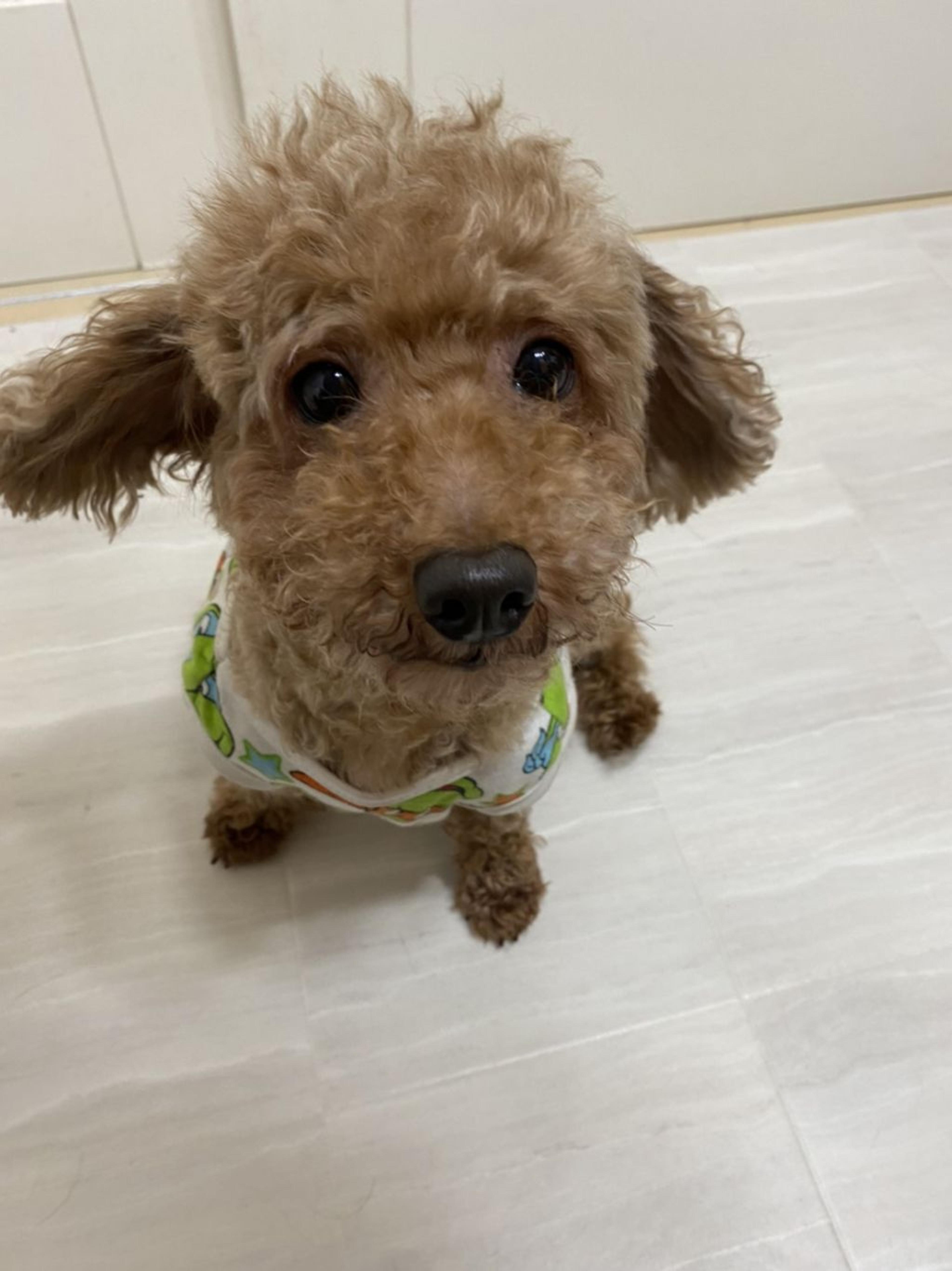 pet-image-3