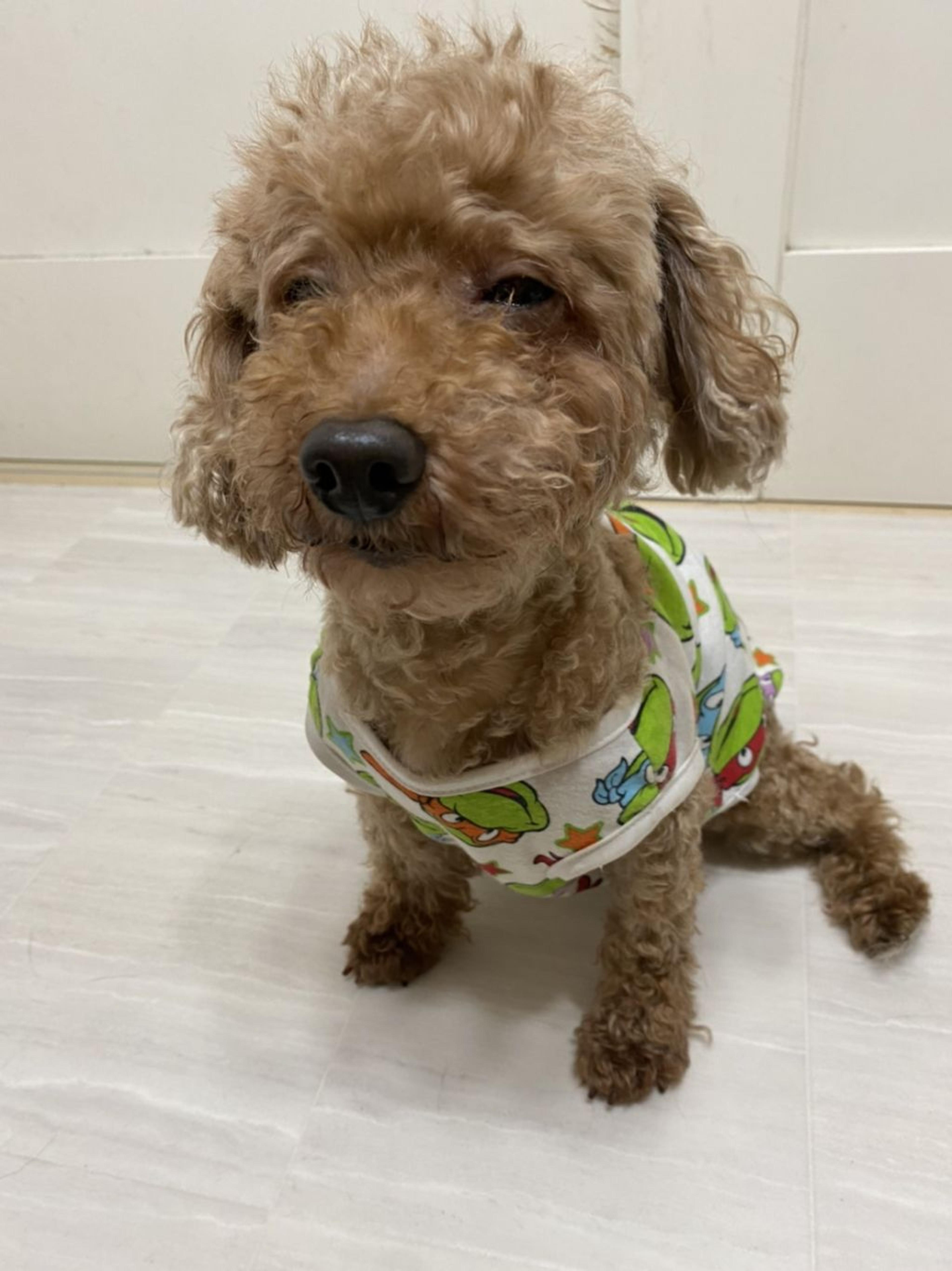 pet-image-4