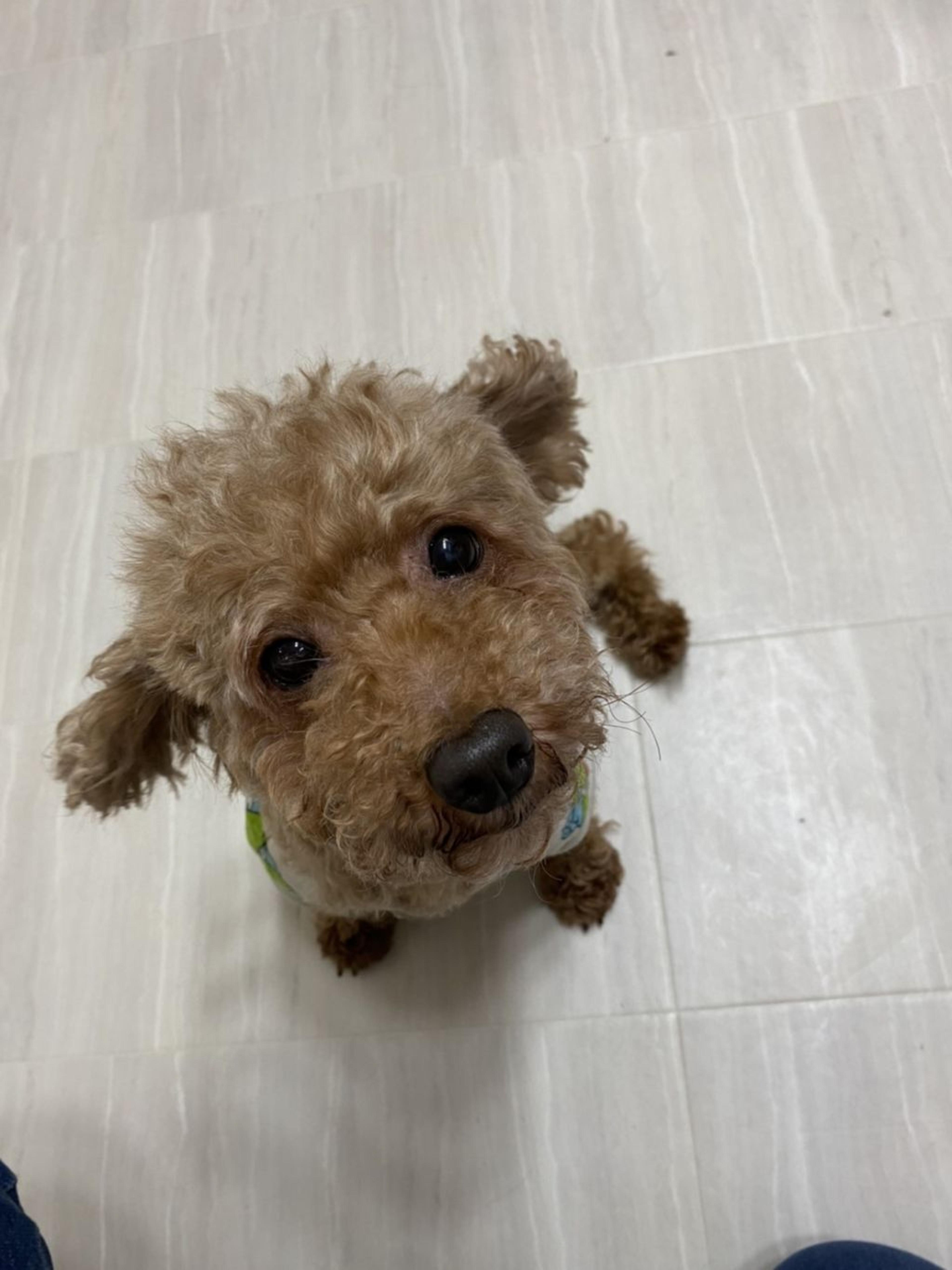 pet-image-5