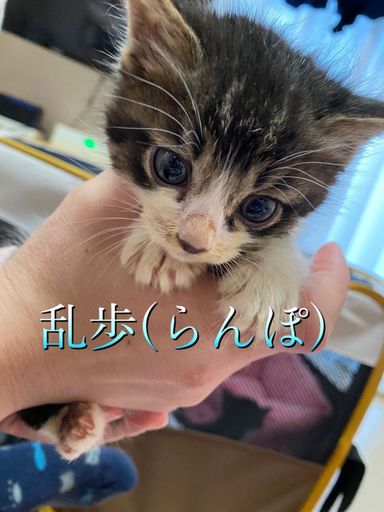 乱歩(らんぽ)の写真
