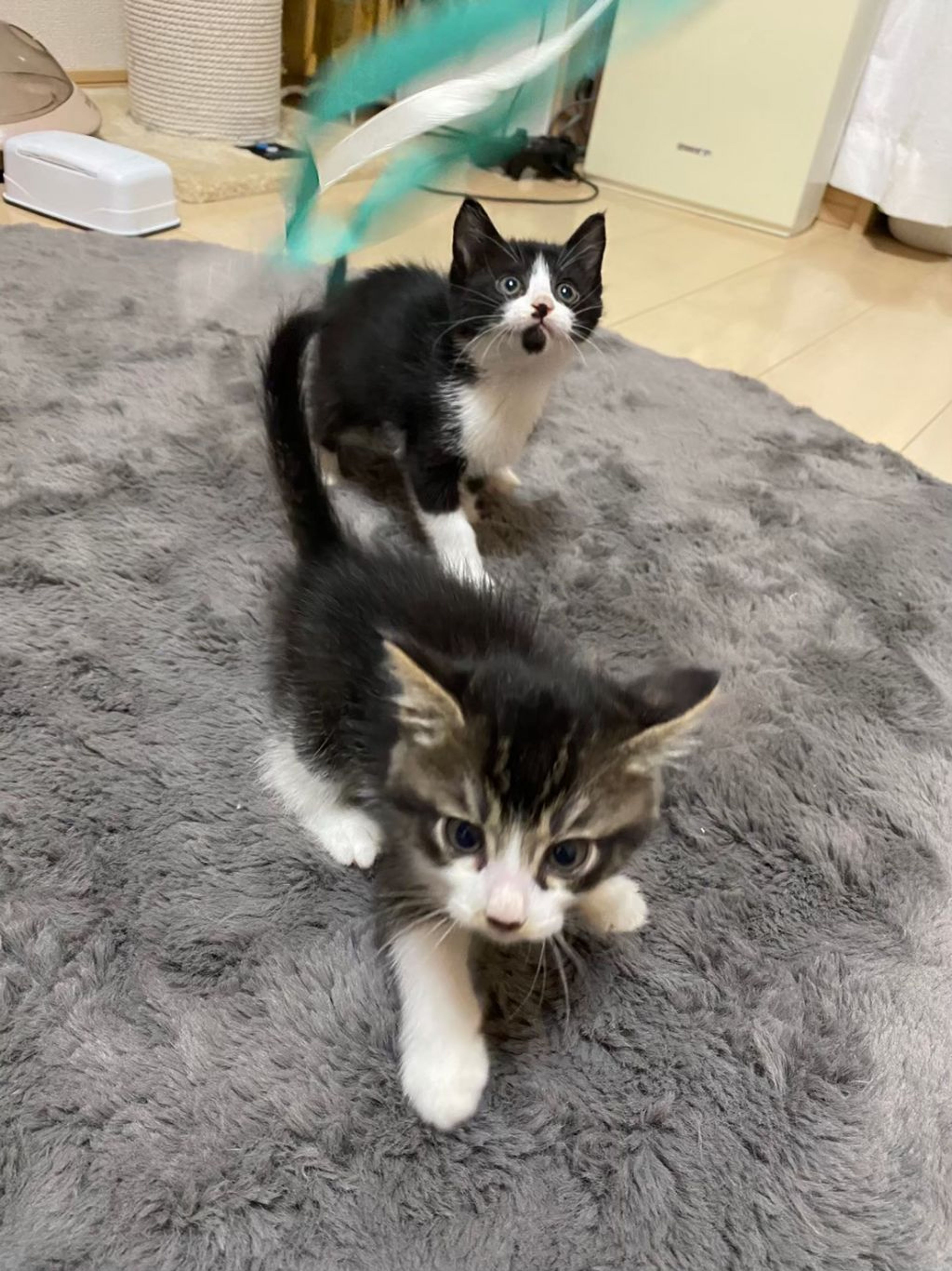 pet-image-3