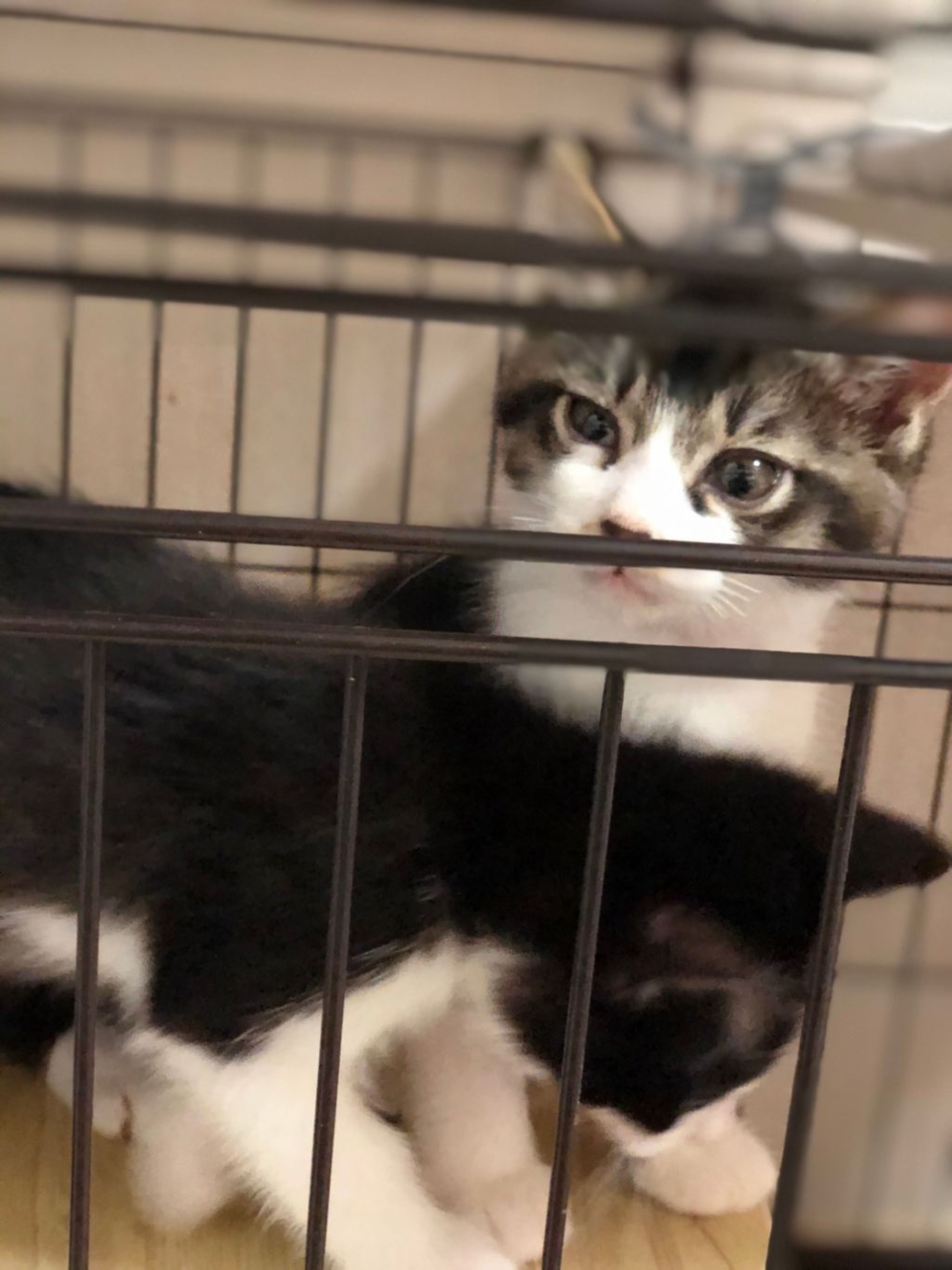 pet-image-5