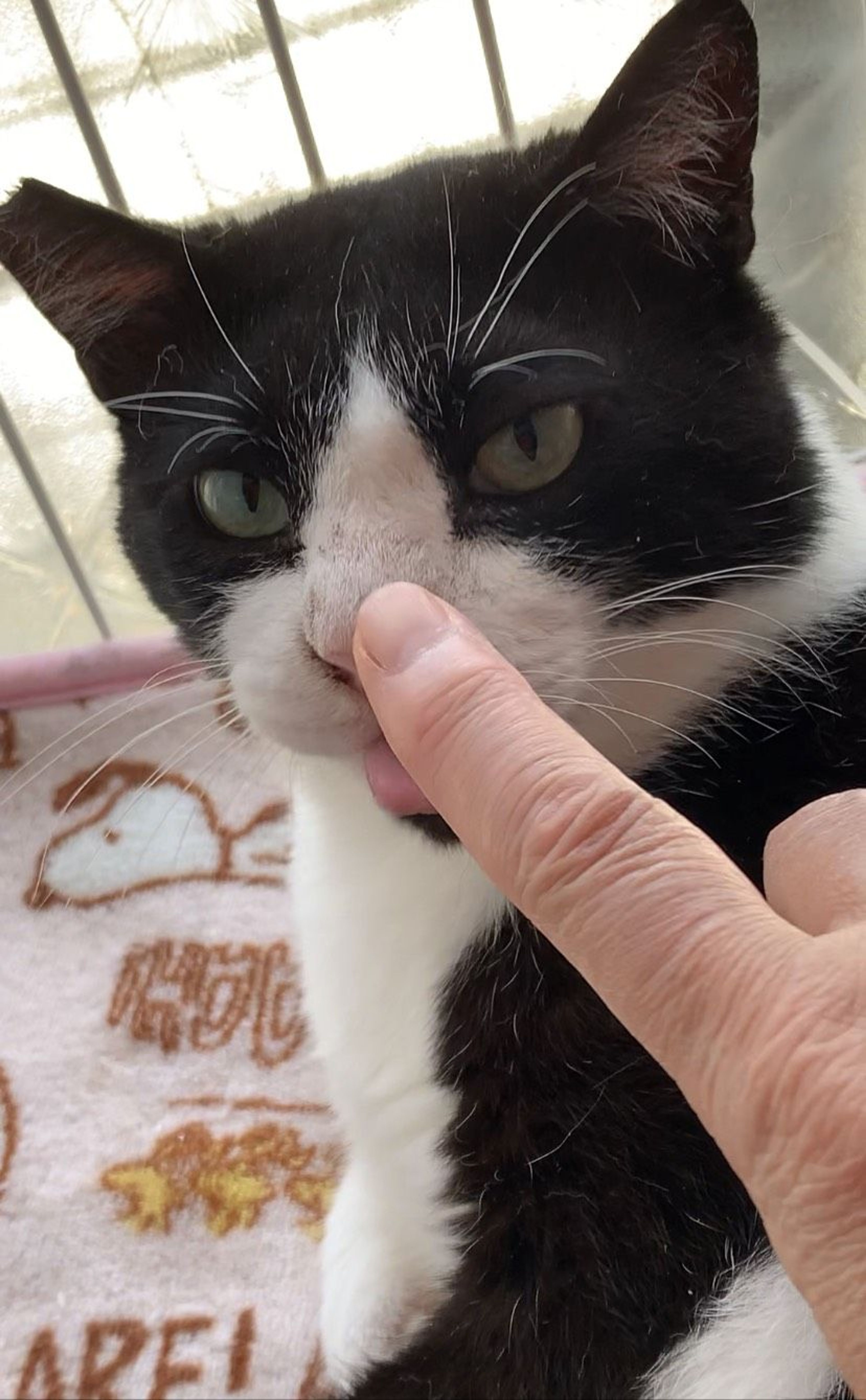 雑種（ミックス猫）・オスの里親募集の写真