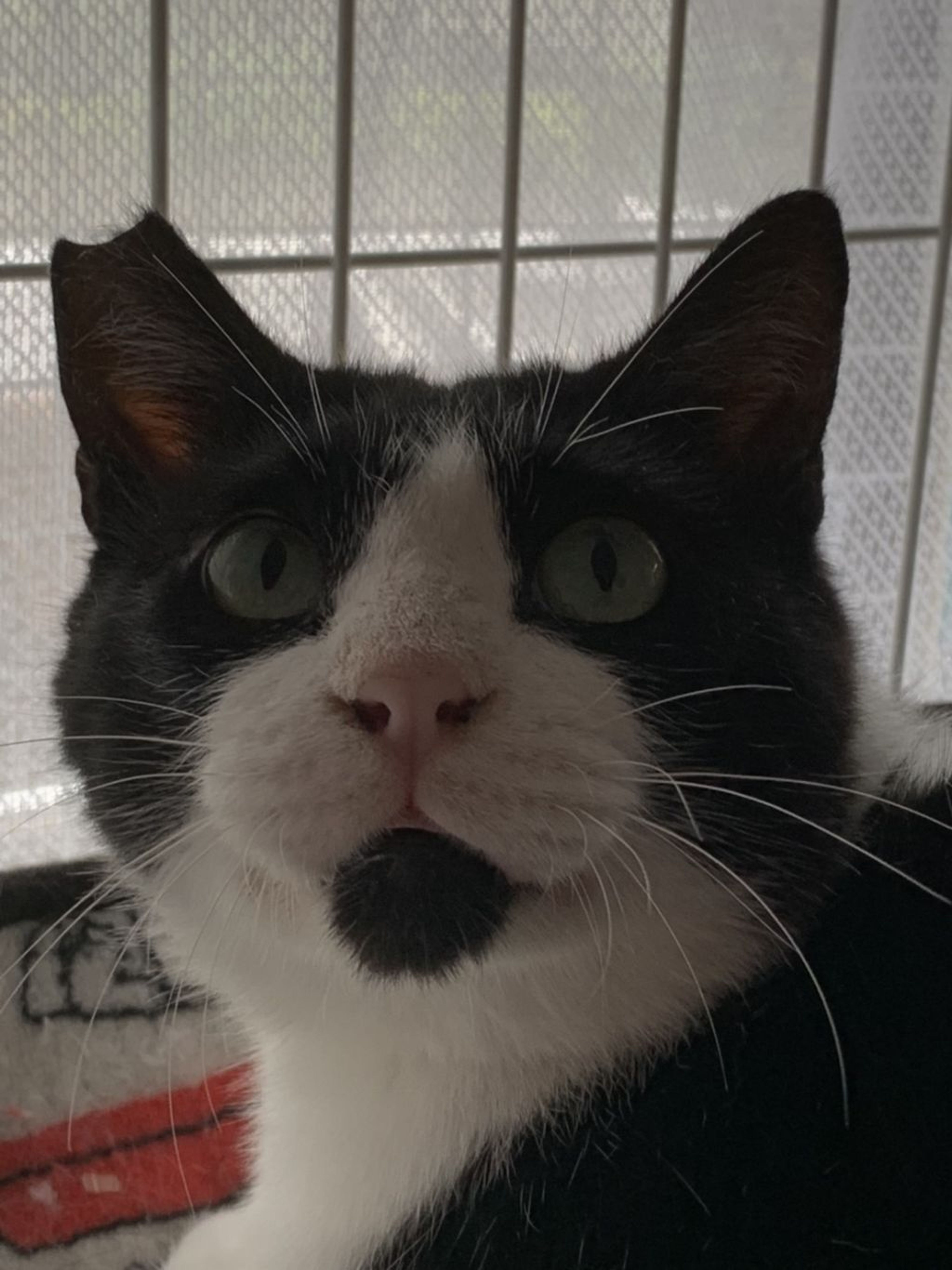pet-image-7