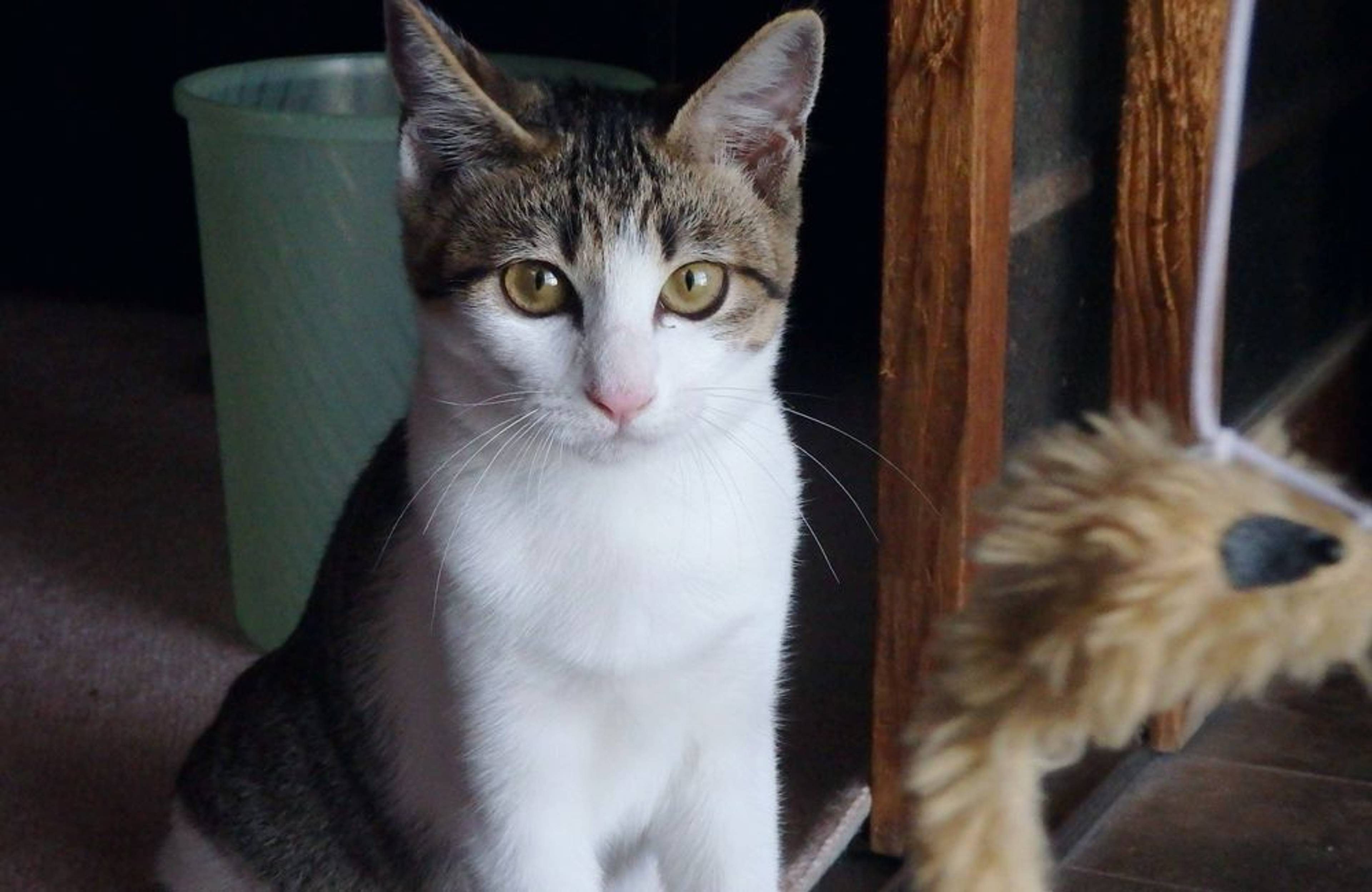 雑種（ミックス猫）・メスの里親募集の写真