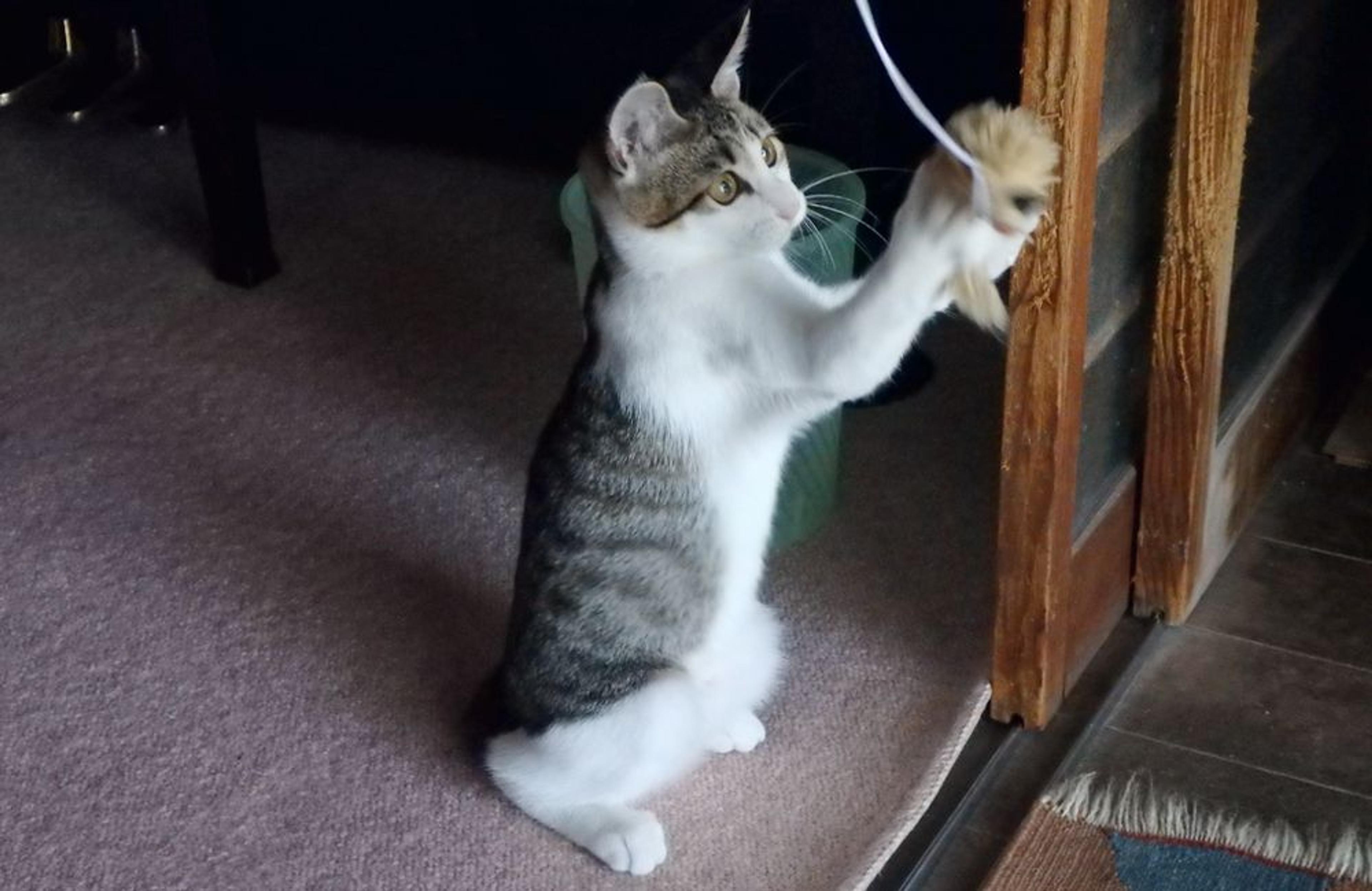 pet-image-2