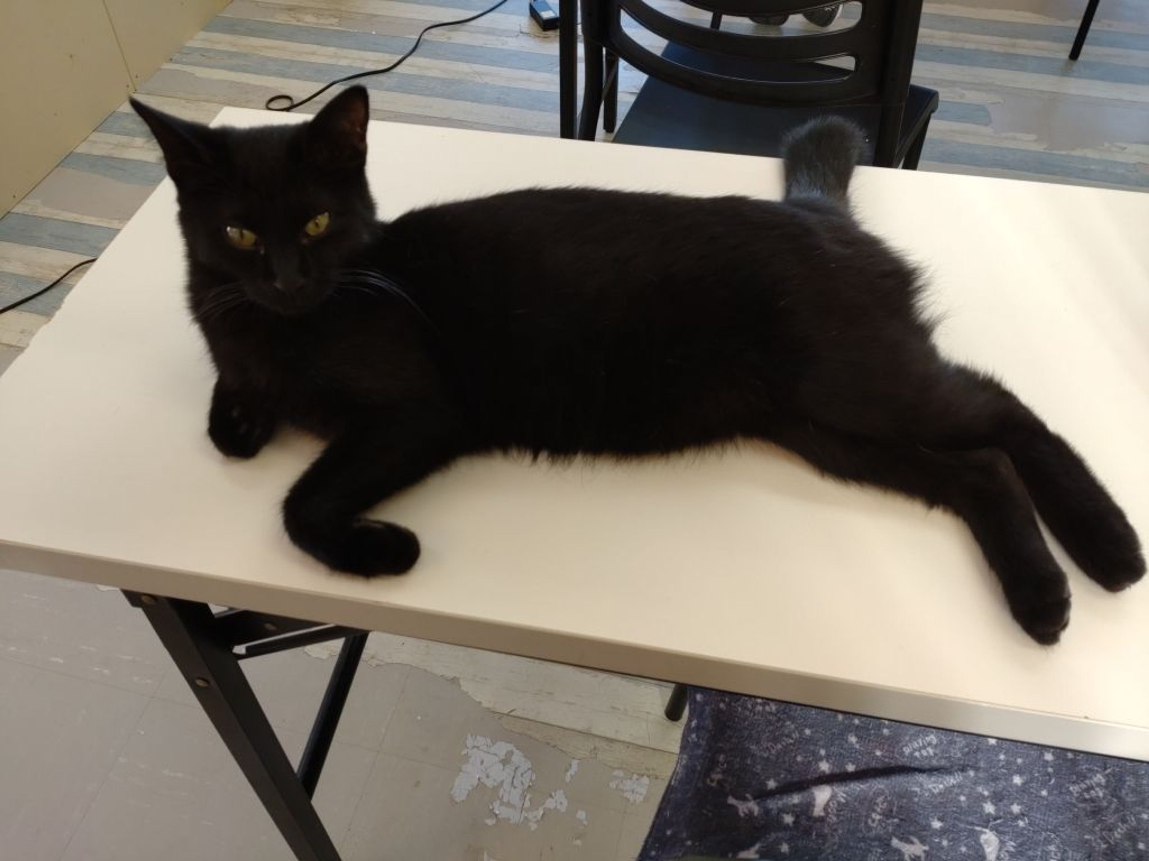 pet-image-3