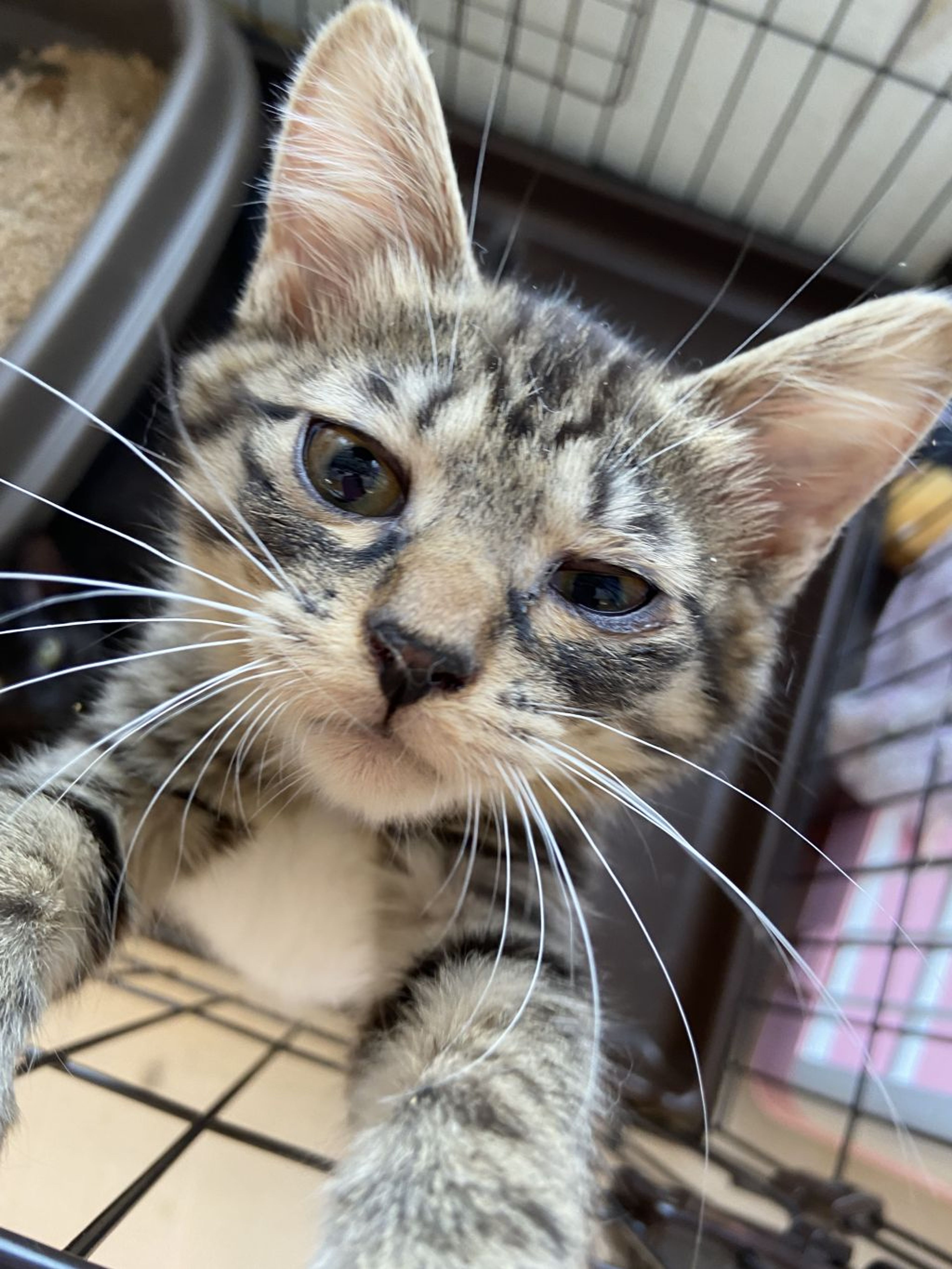 雑種（ミックス猫）・オスの里親募集の写真