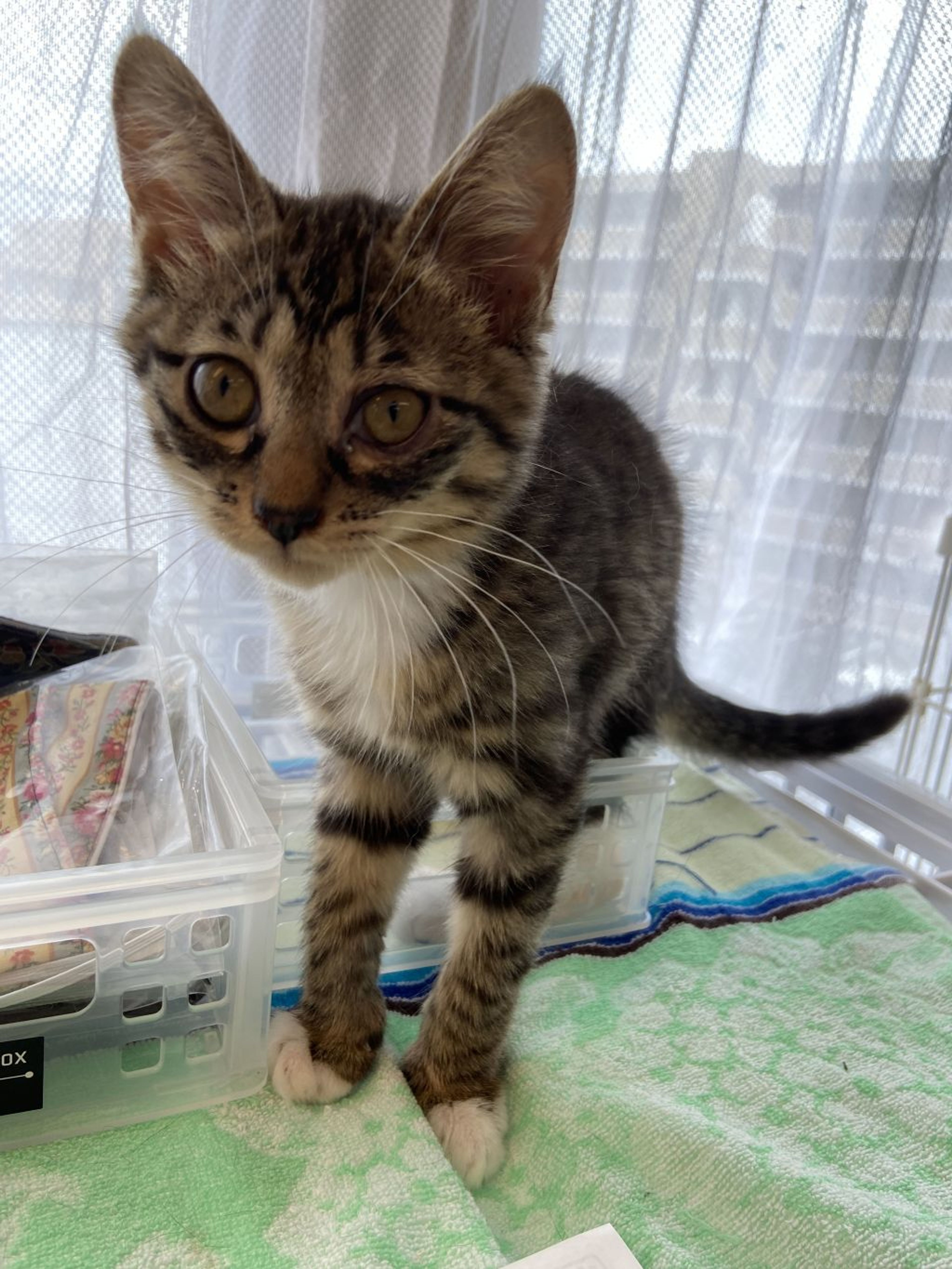 pet-image-2