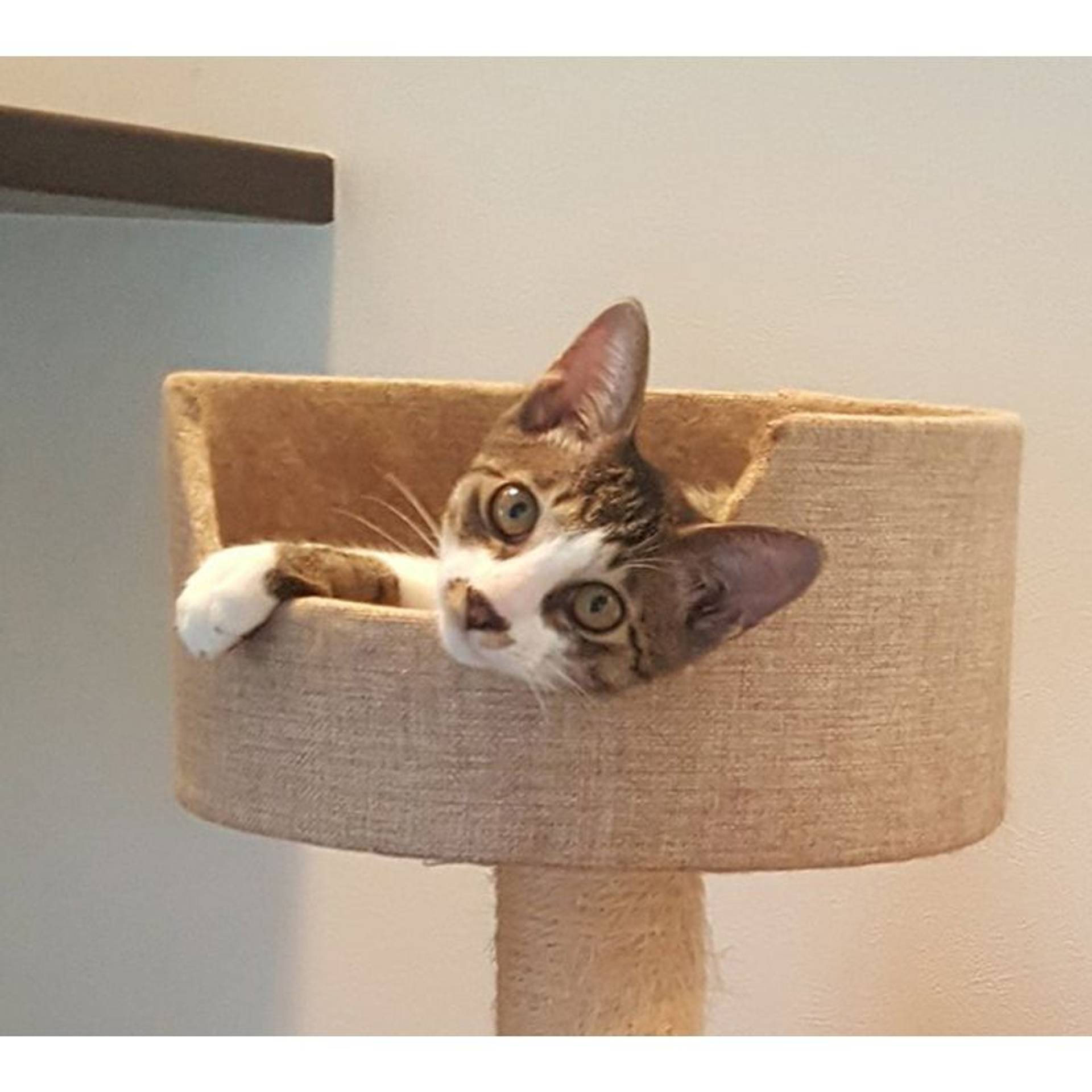雑種（ミックス猫）・オスの里親募集の写真