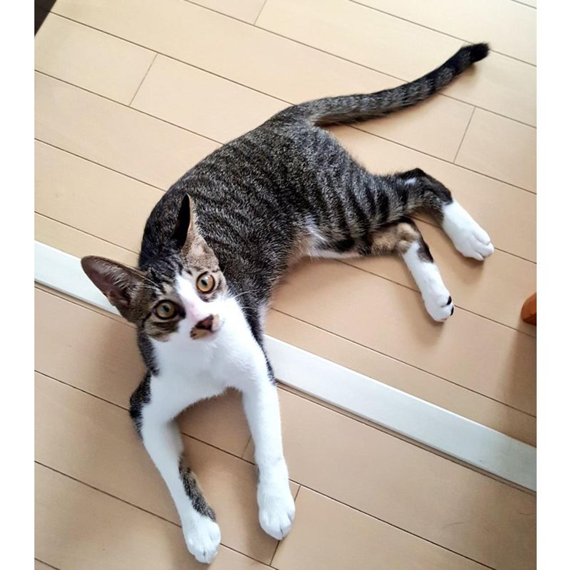 pet-image-2