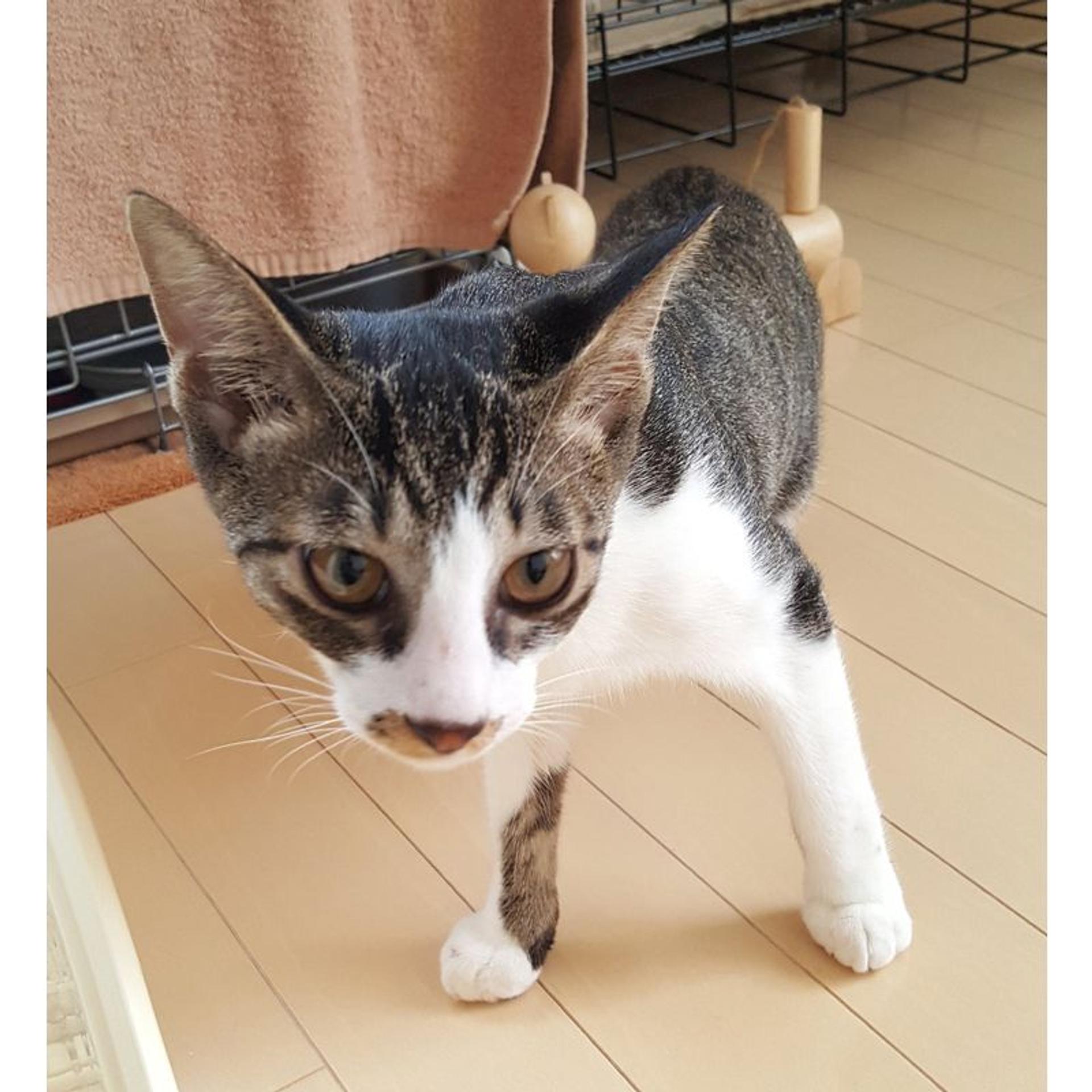 pet-image-4