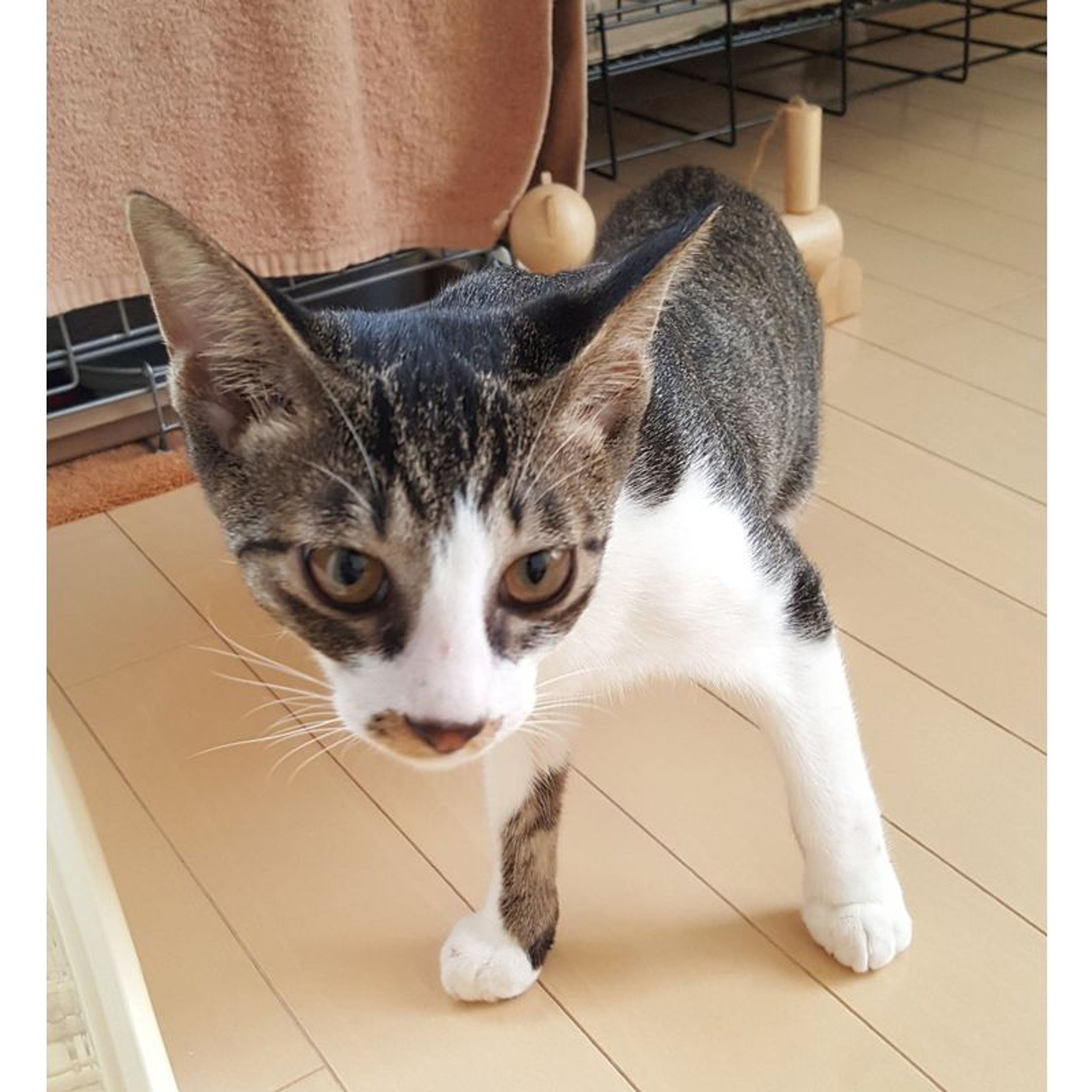 pet-image-4