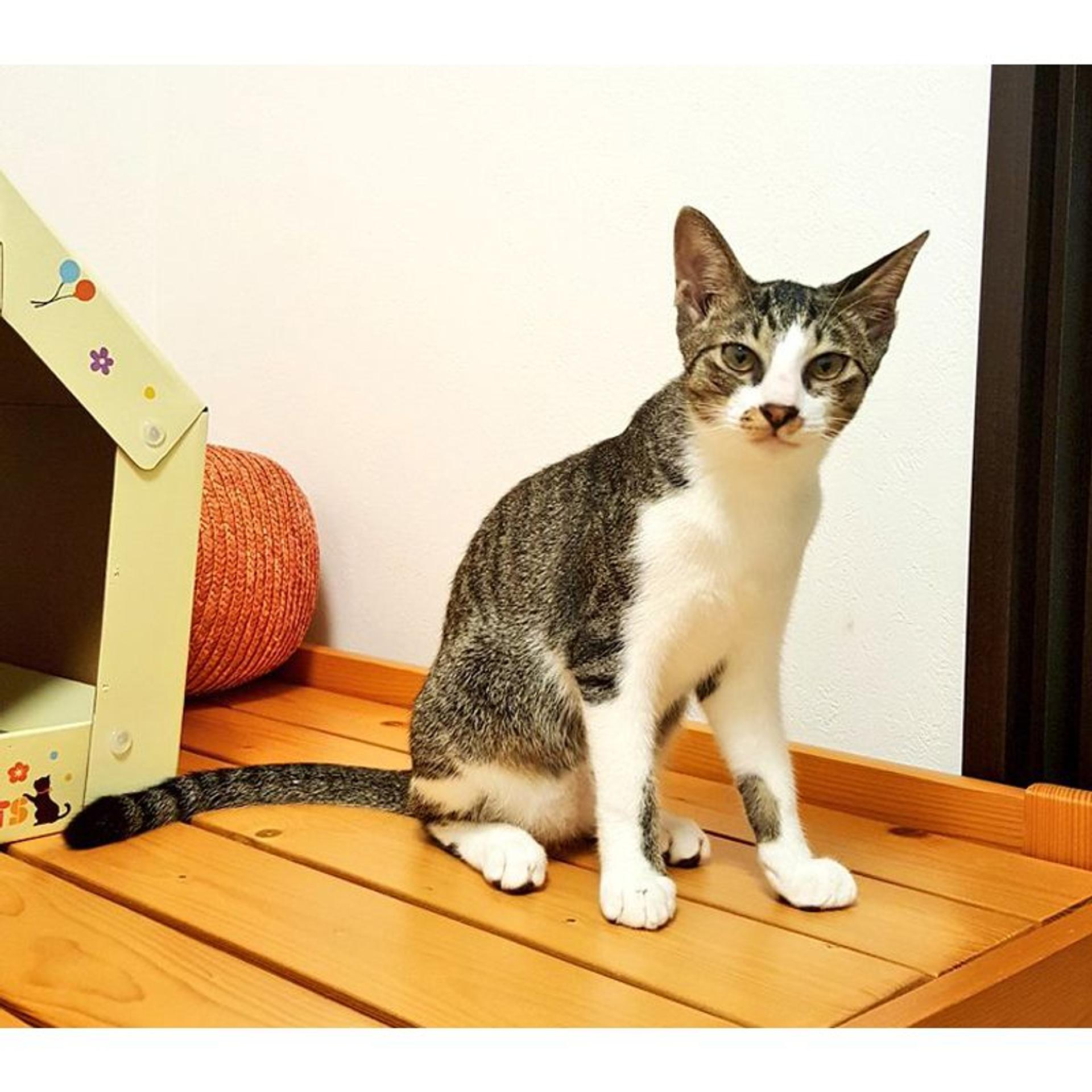 pet-image-5