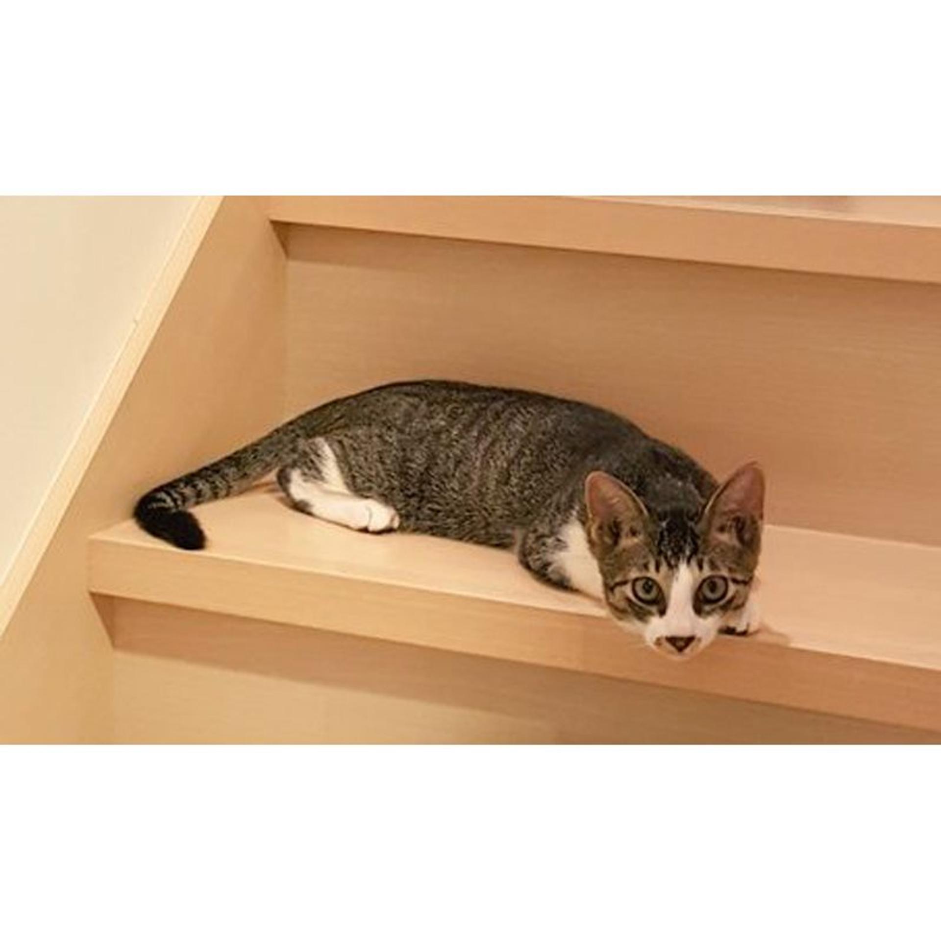 pet-image-9
