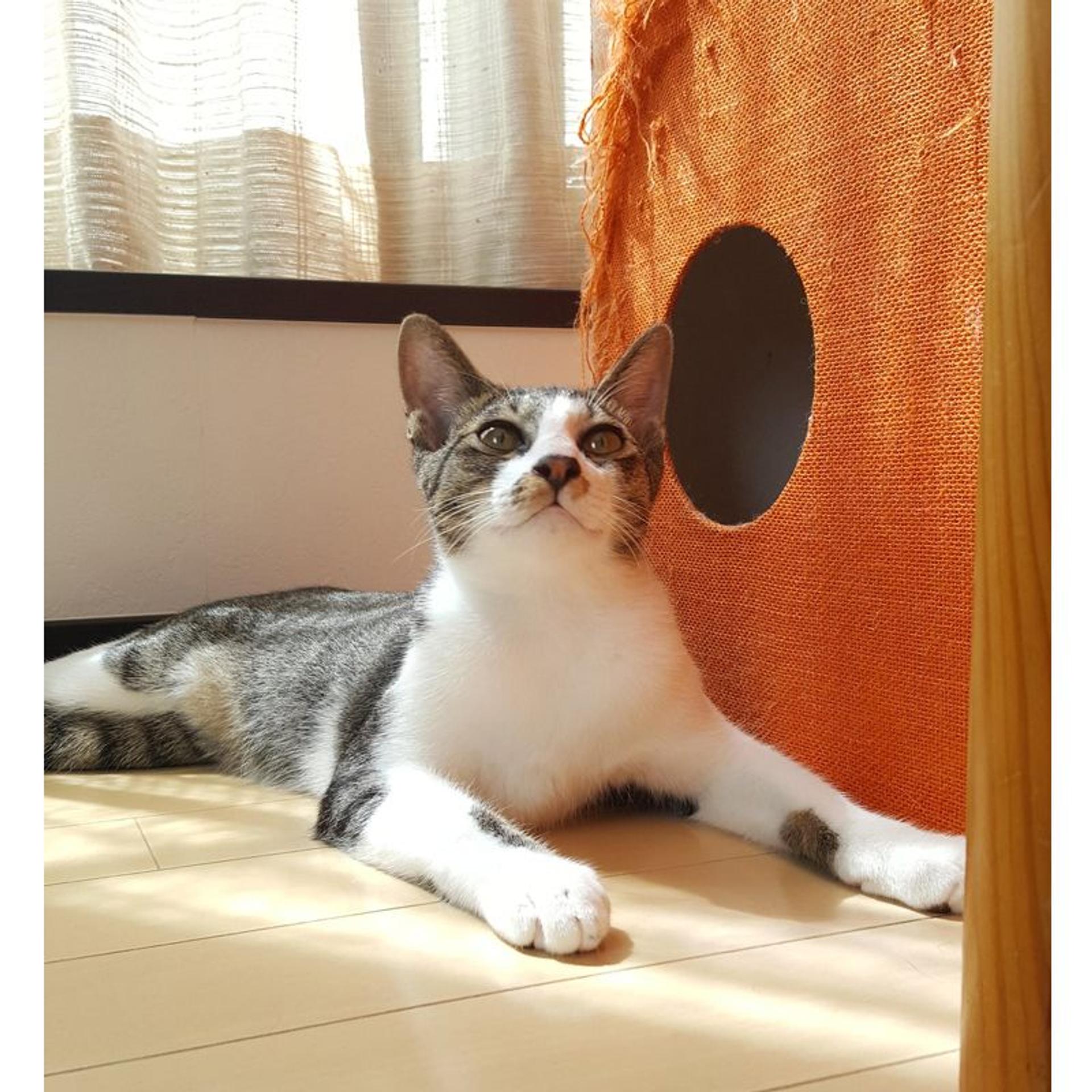 pet-image-10