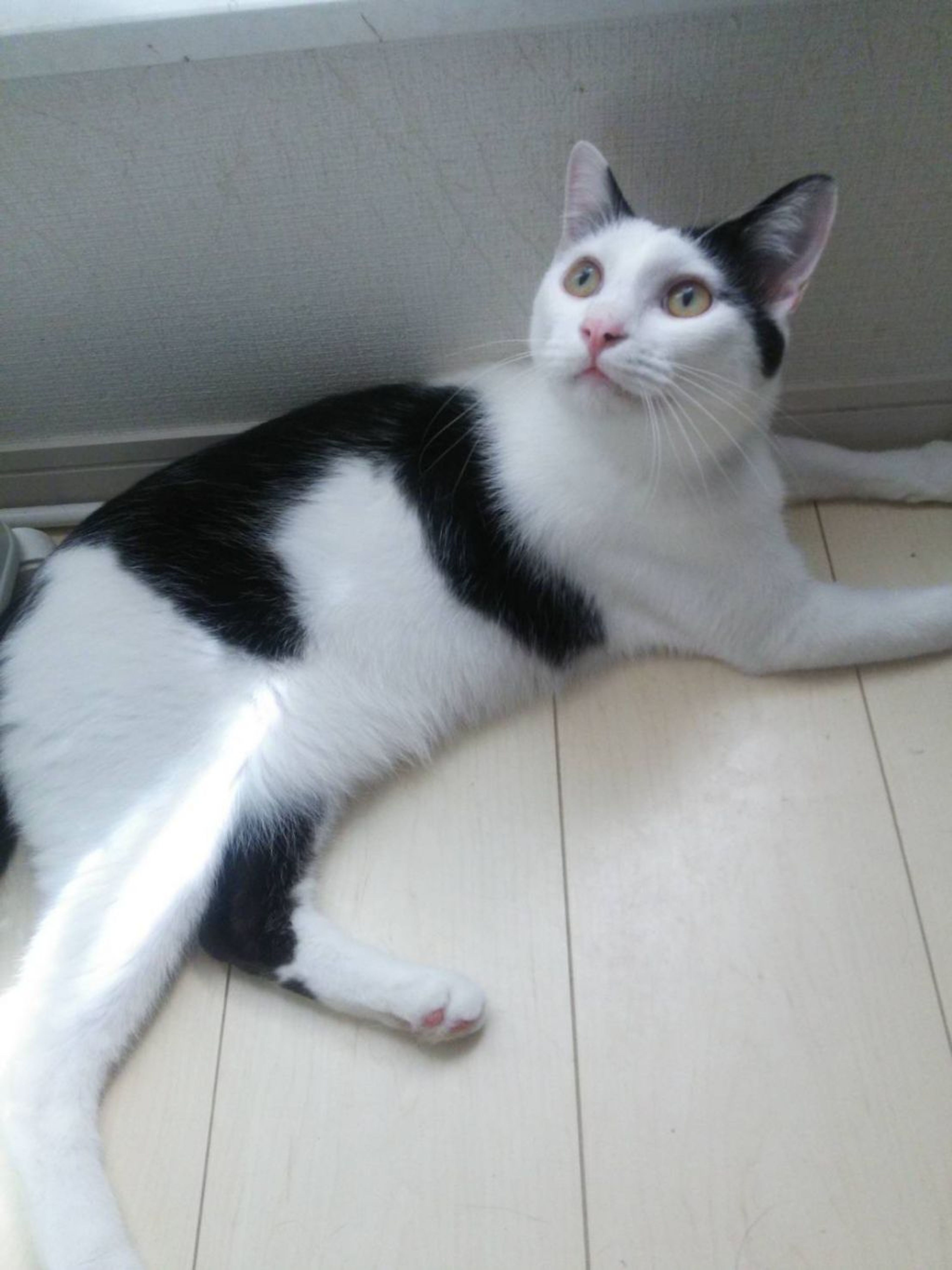 pet-image-2