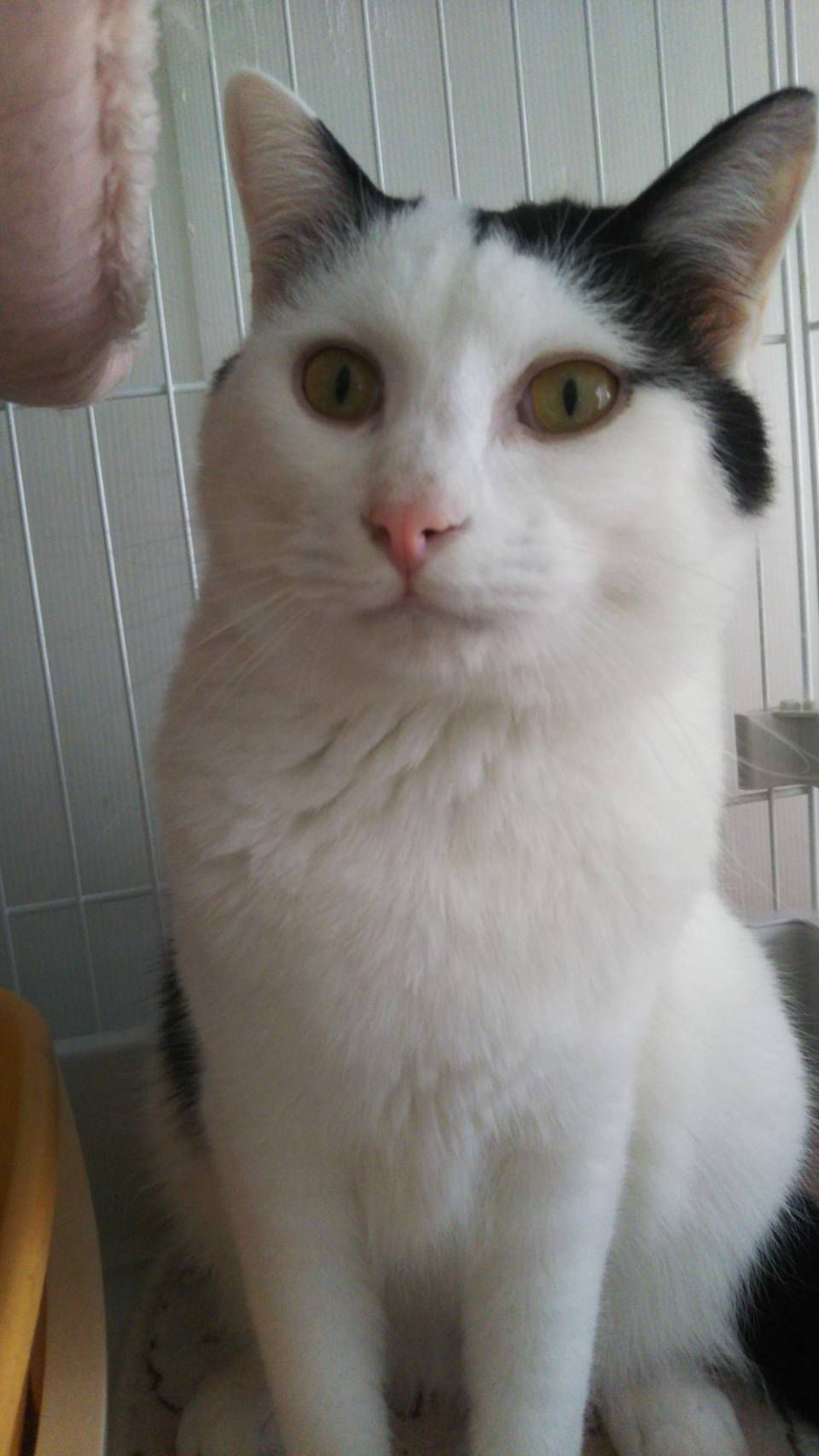 pet-image-3