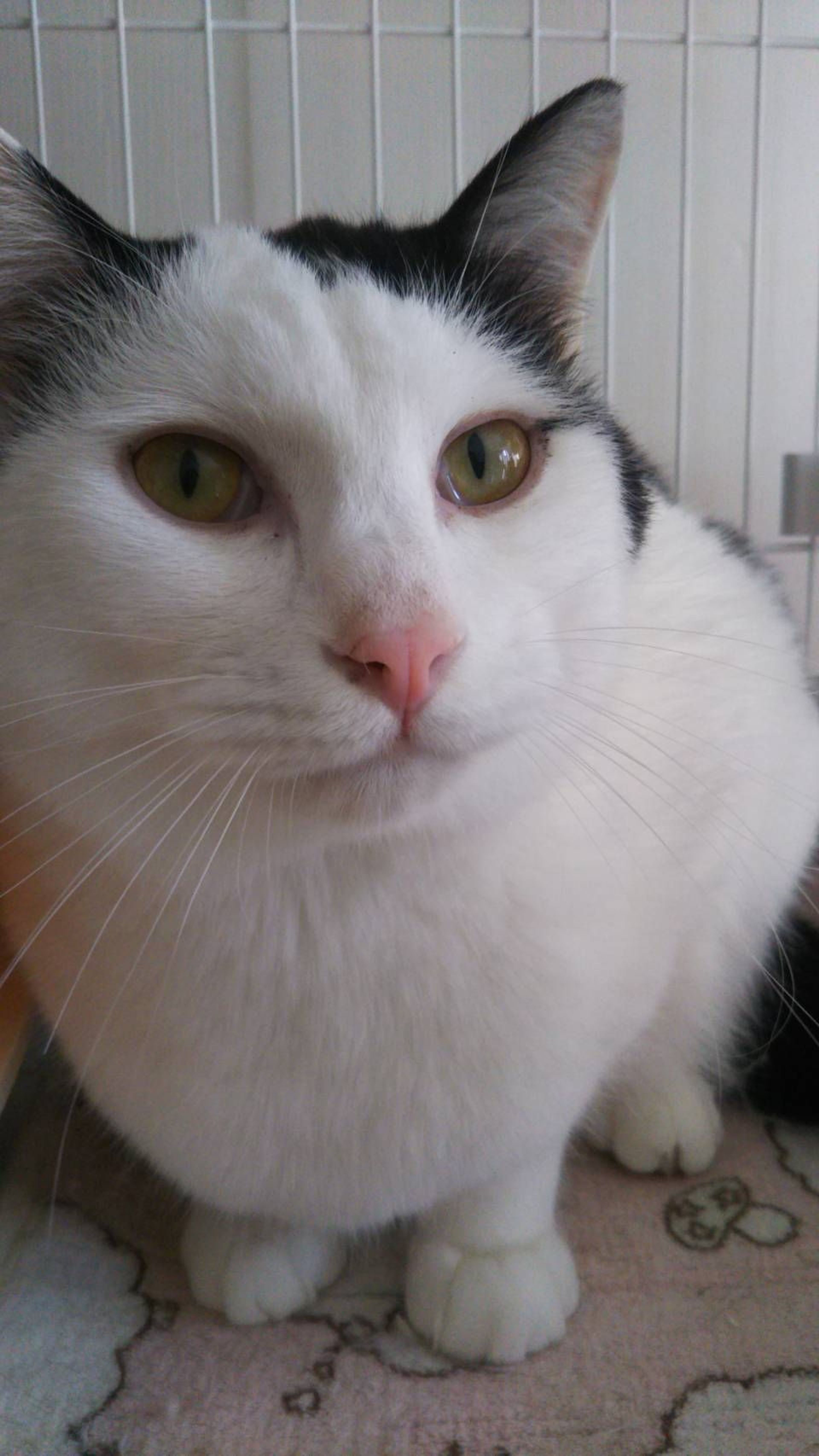 pet-image-4
