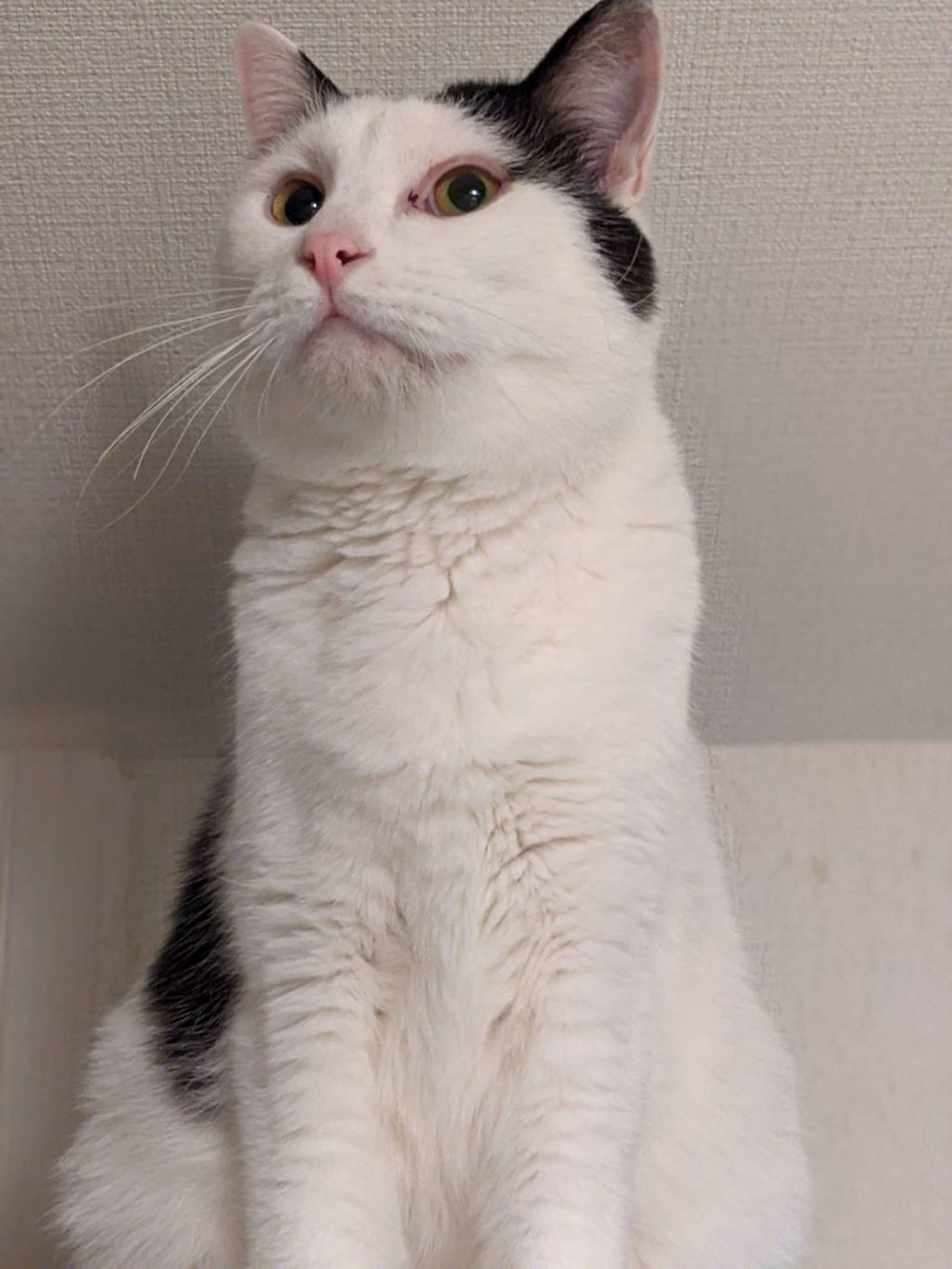 pet-image-5
