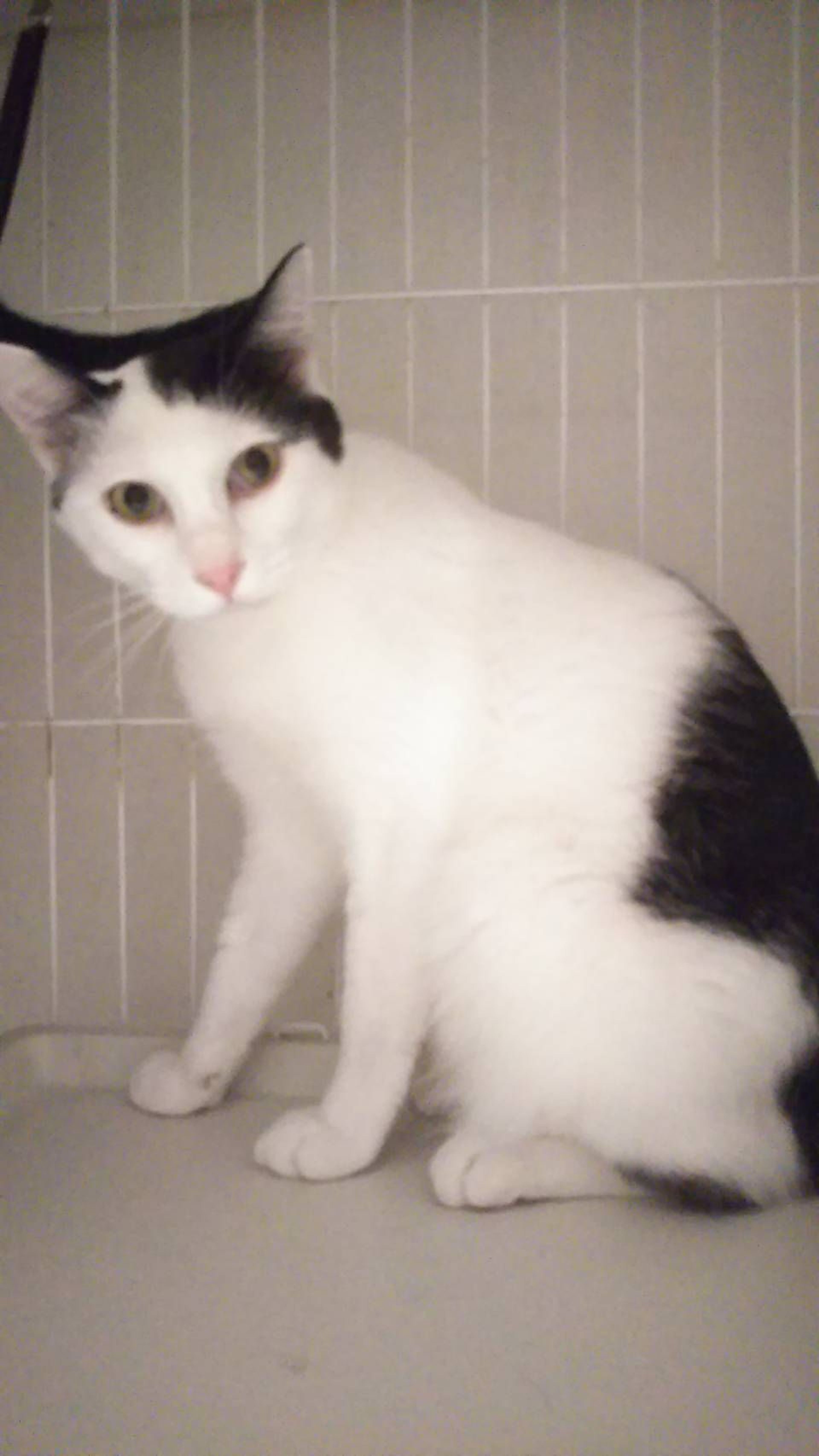 pet-image-6