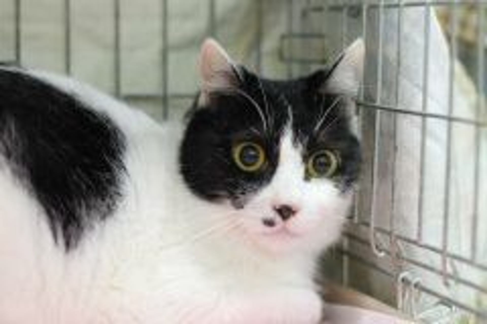 雑種（ミックス猫）・メスの里親募集の写真