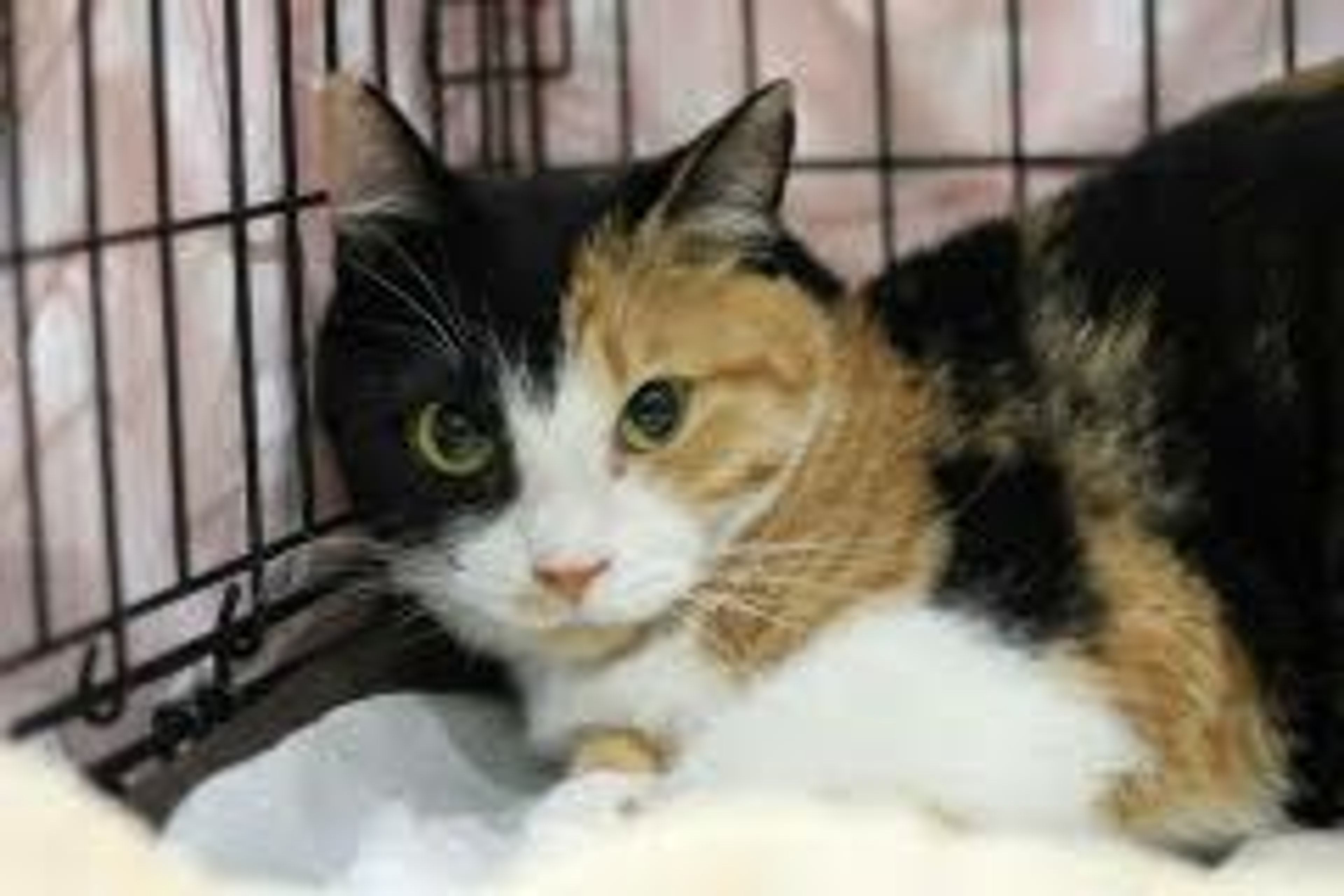 雑種（ミックス猫）・メスの里親募集の写真