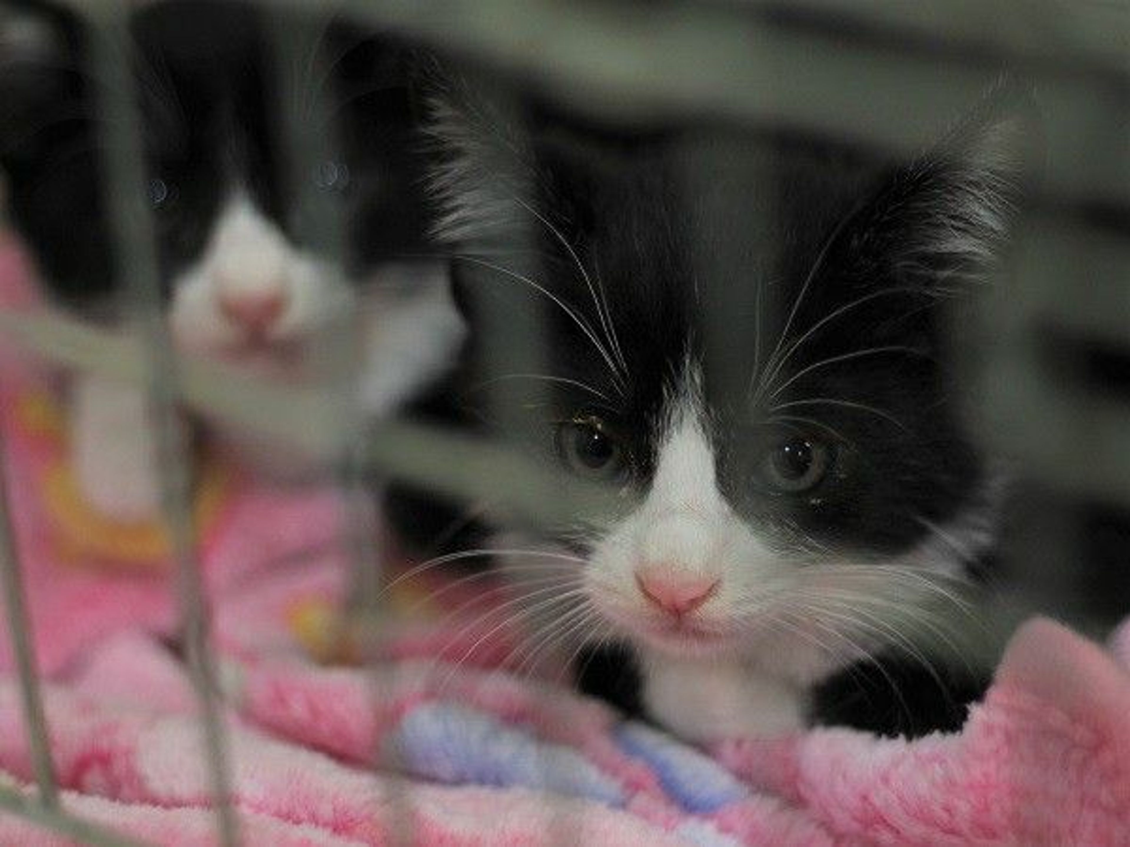雑種（ミックス猫）・メスの里親募集の写真