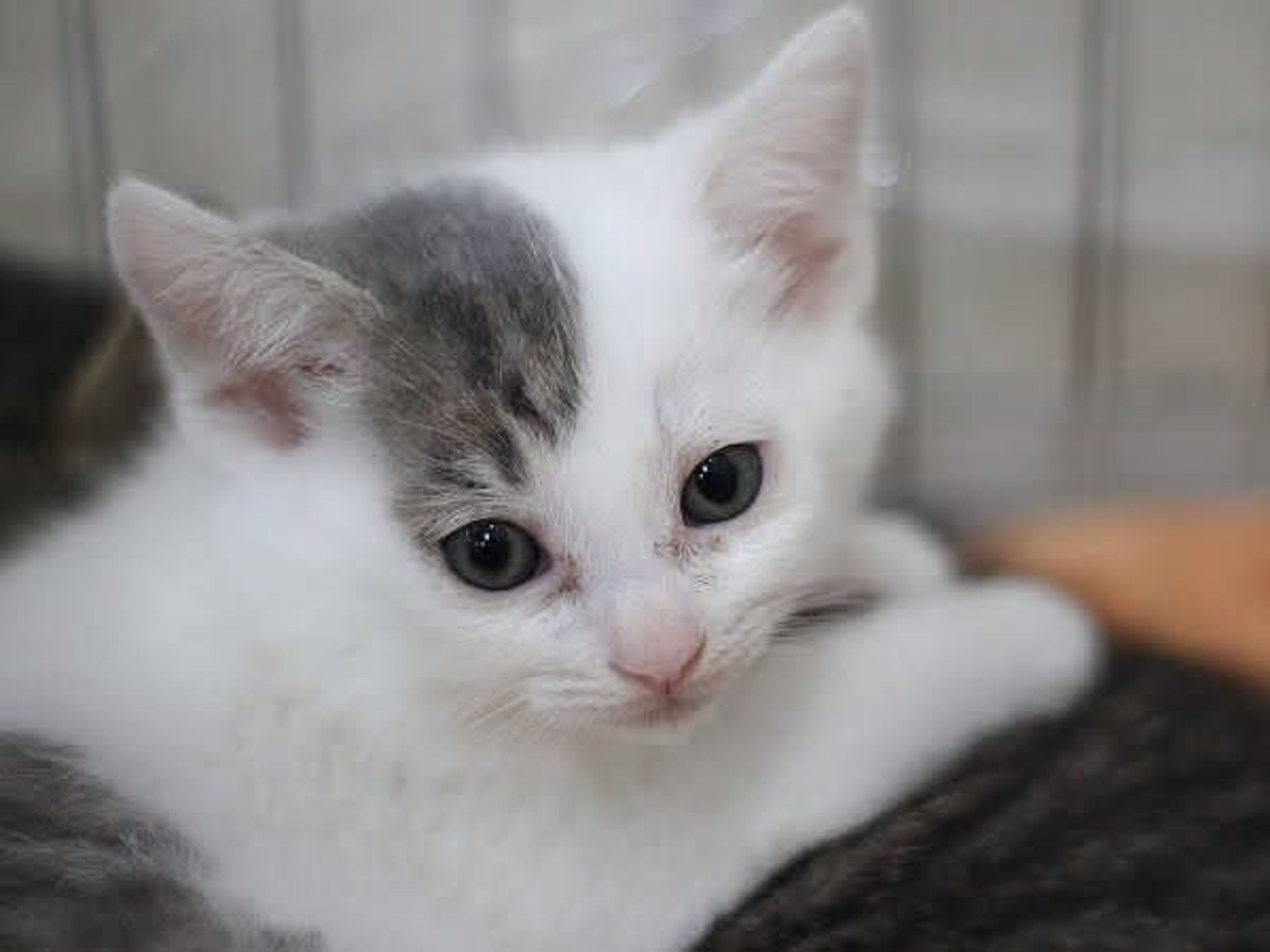 雑種（ミックス猫）・メスの里親募集の写真