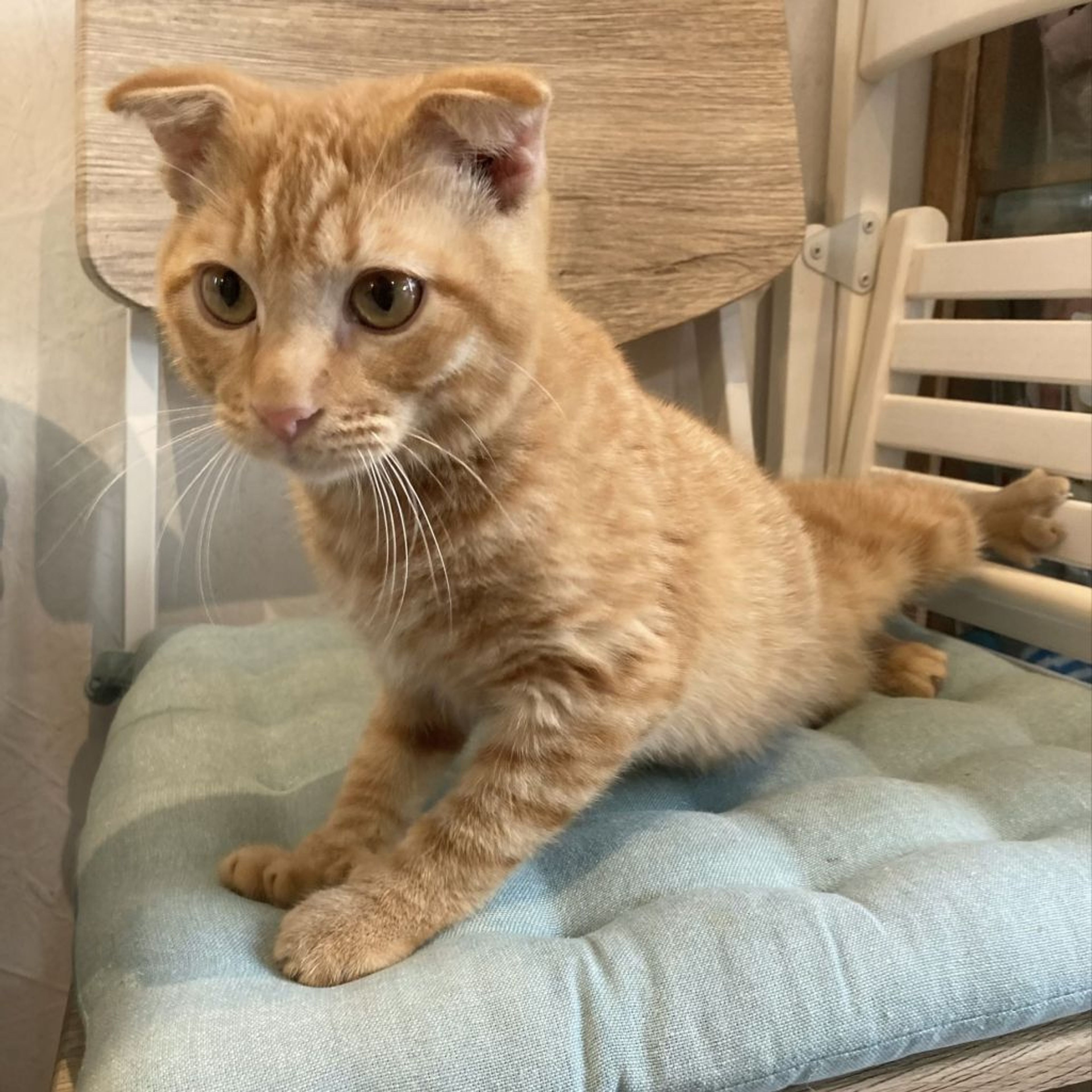 pet-image-4
