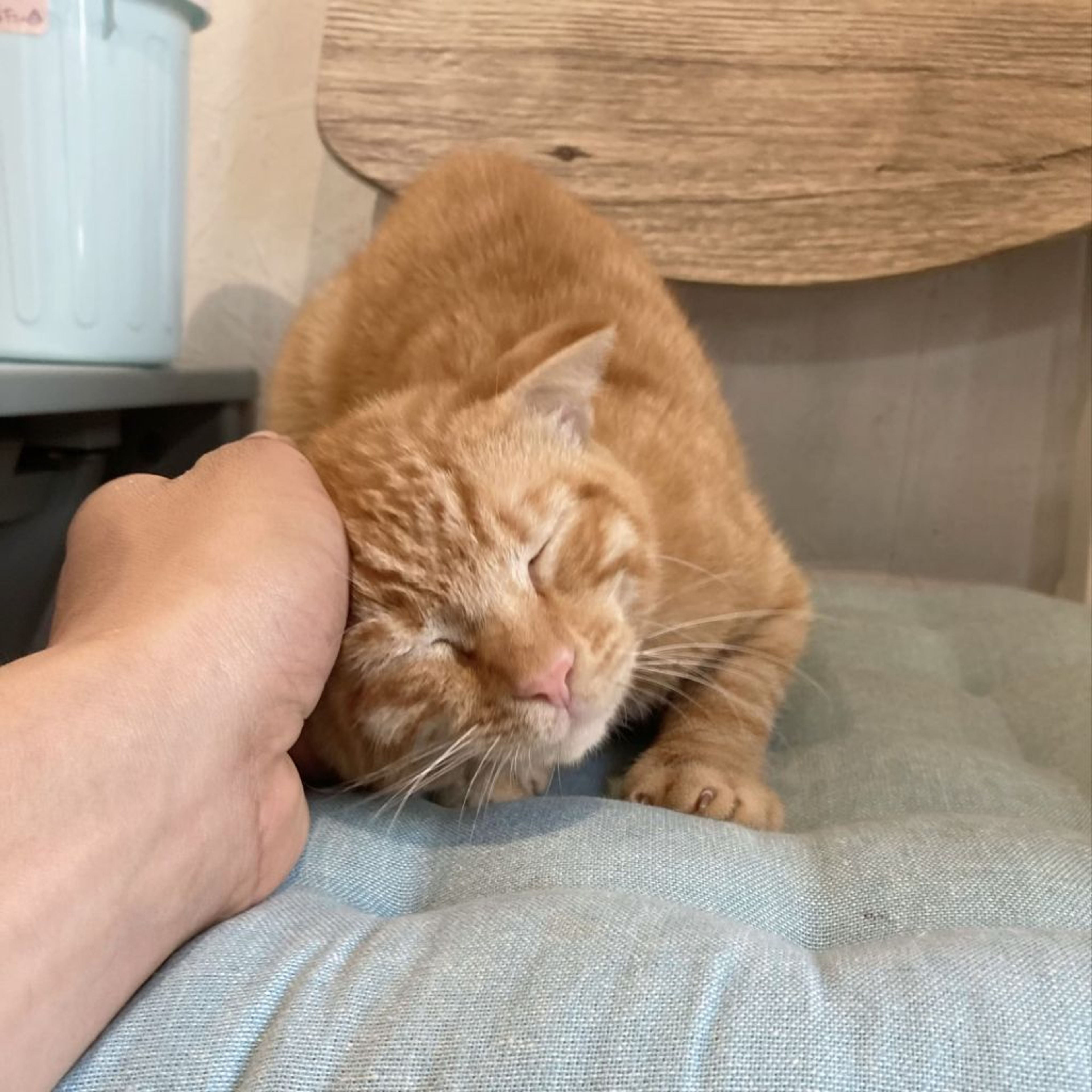 pet-image-6