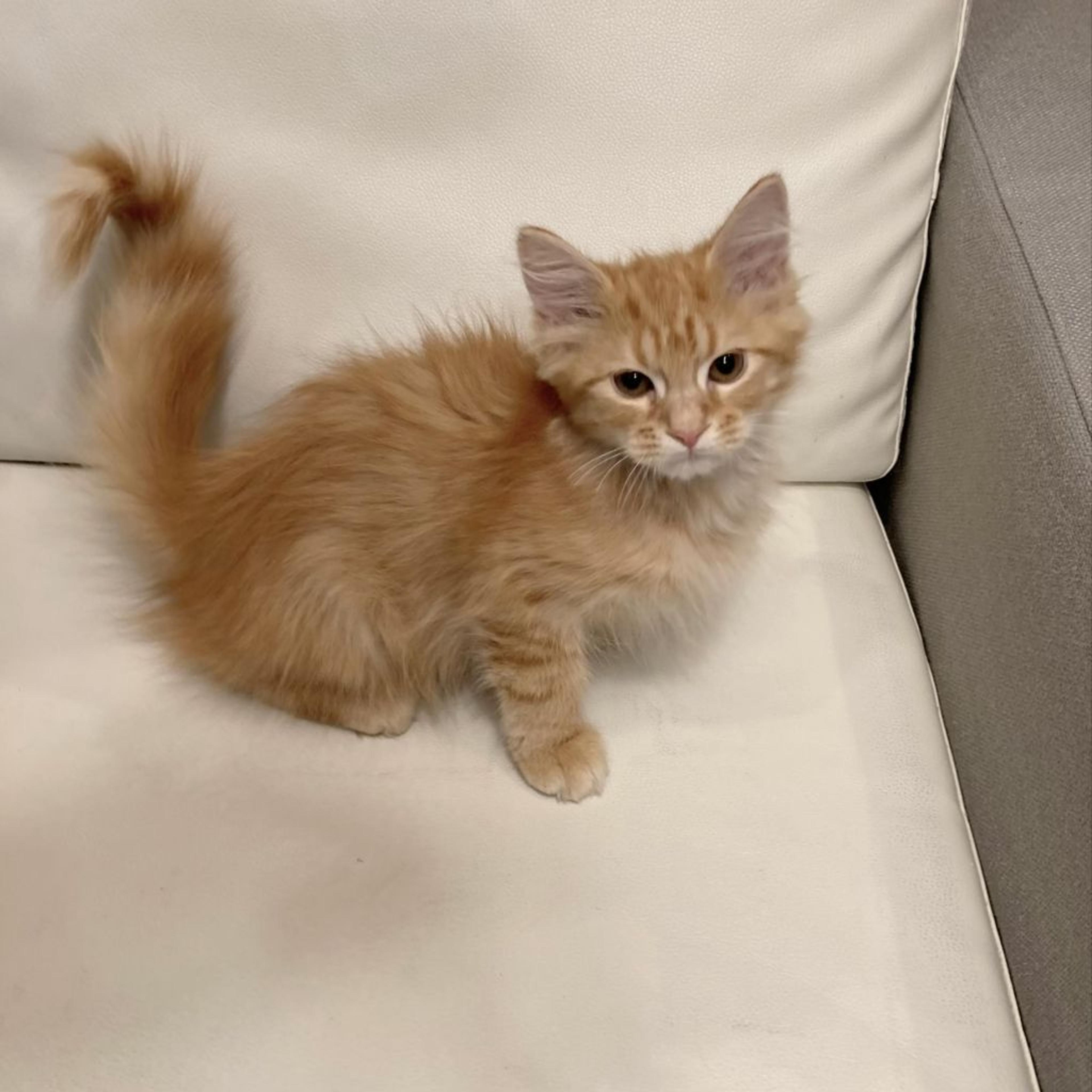 pet-image-3