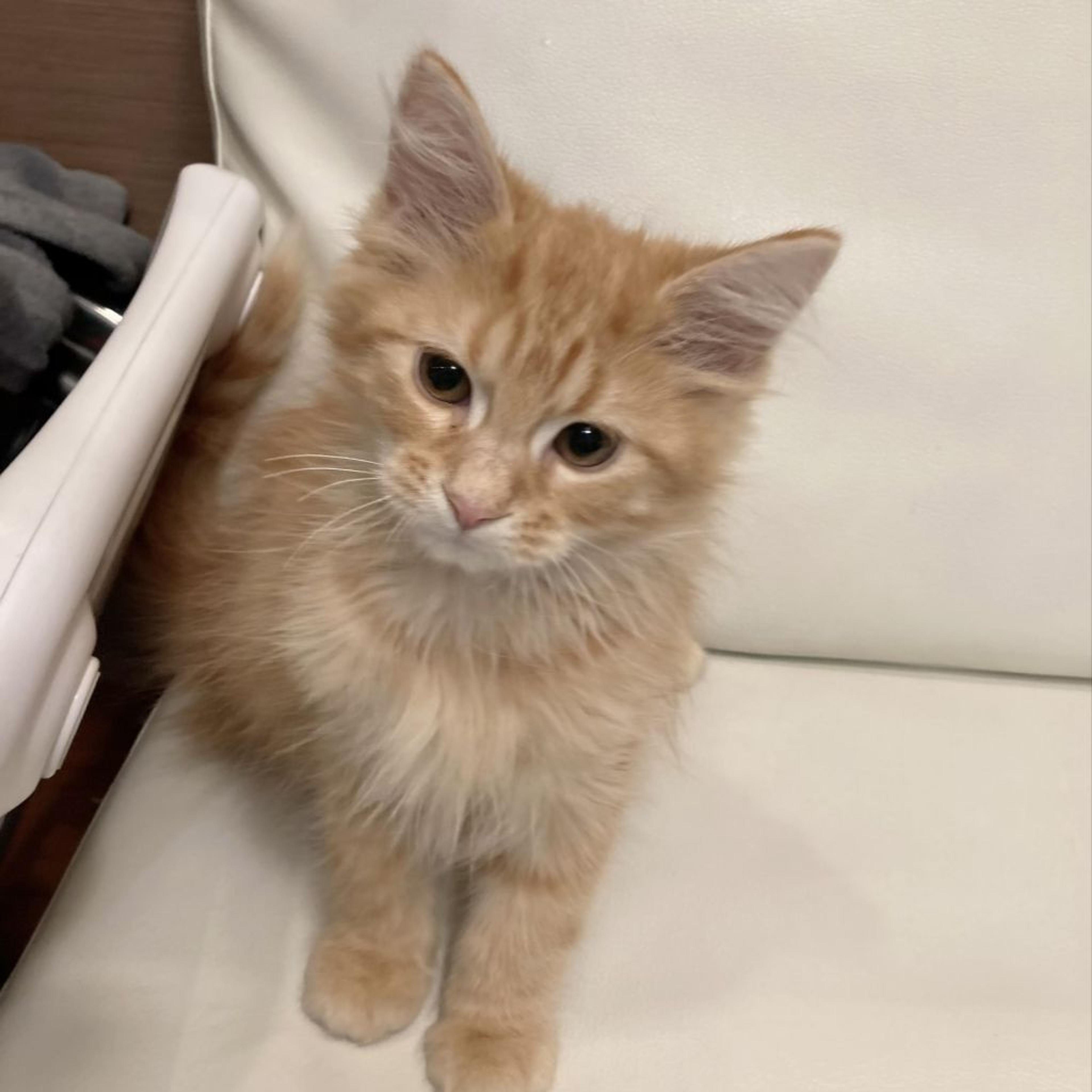 pet-image-4